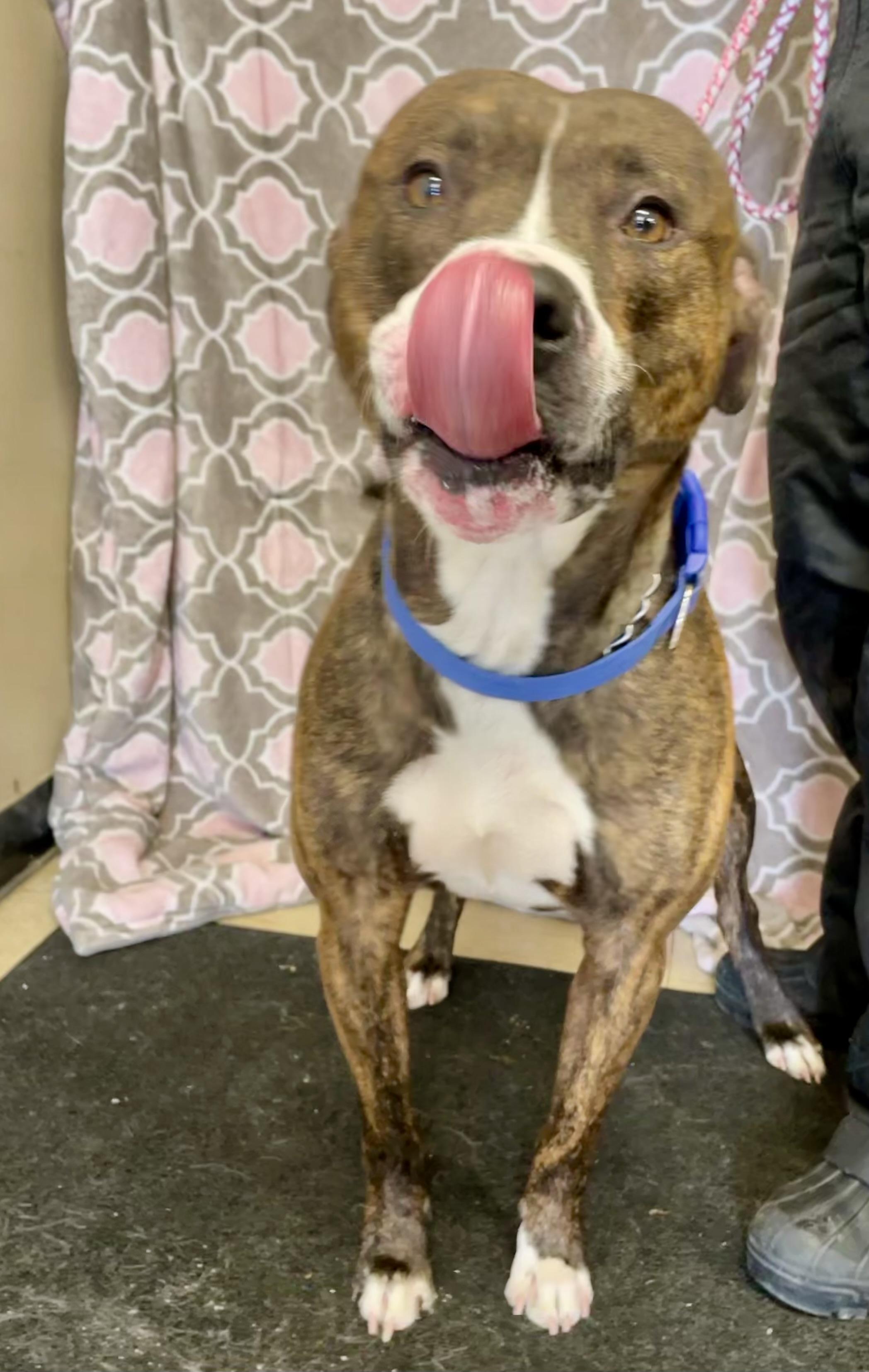 Enlarge Bruce Lee, a ADOPTABLE American Bully in Washington Court House, OH image 2/5
