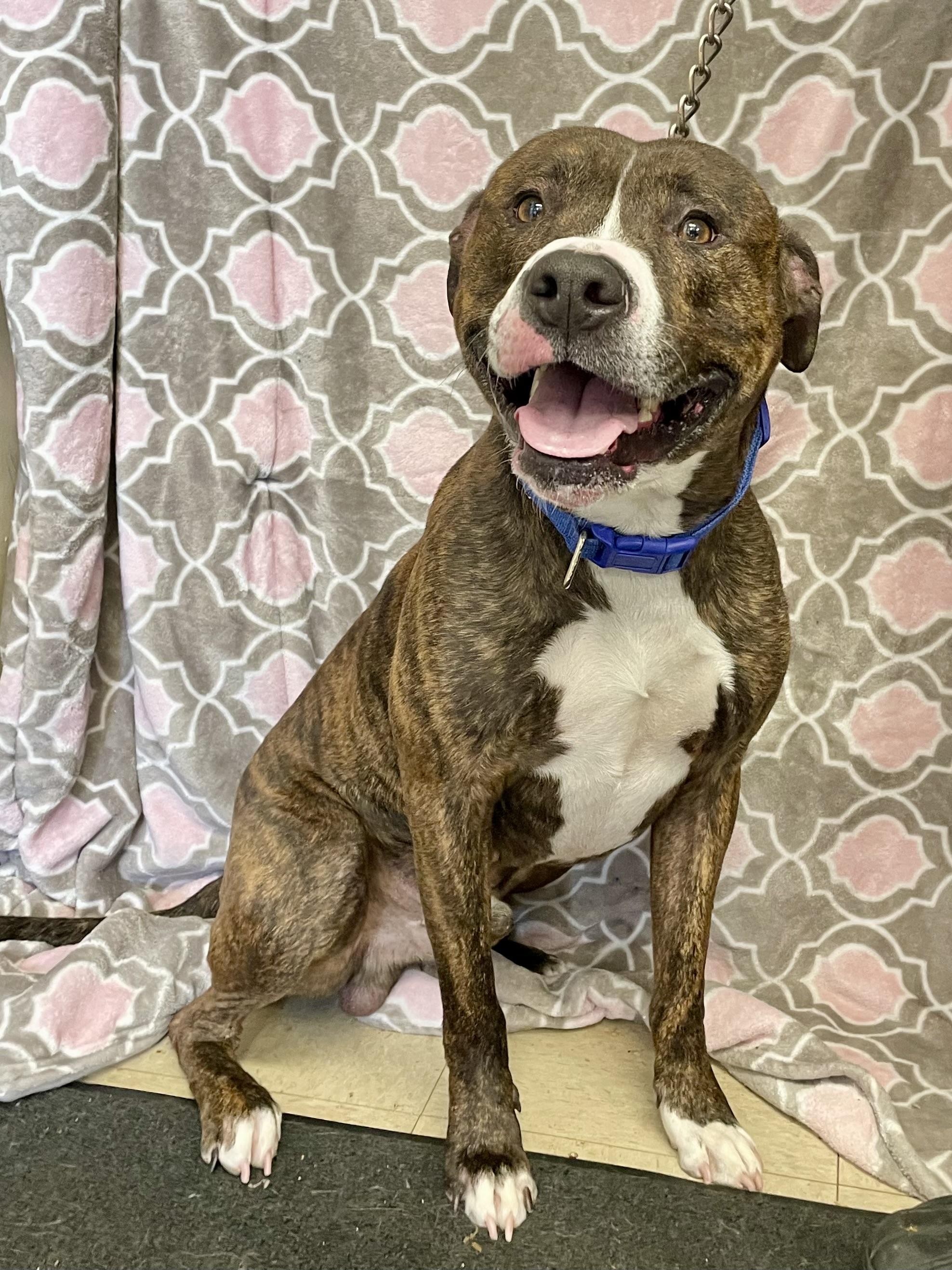 Enlarge Bruce Lee, a ADOPTABLE American Bully in Washington Court House, OH image 5/5