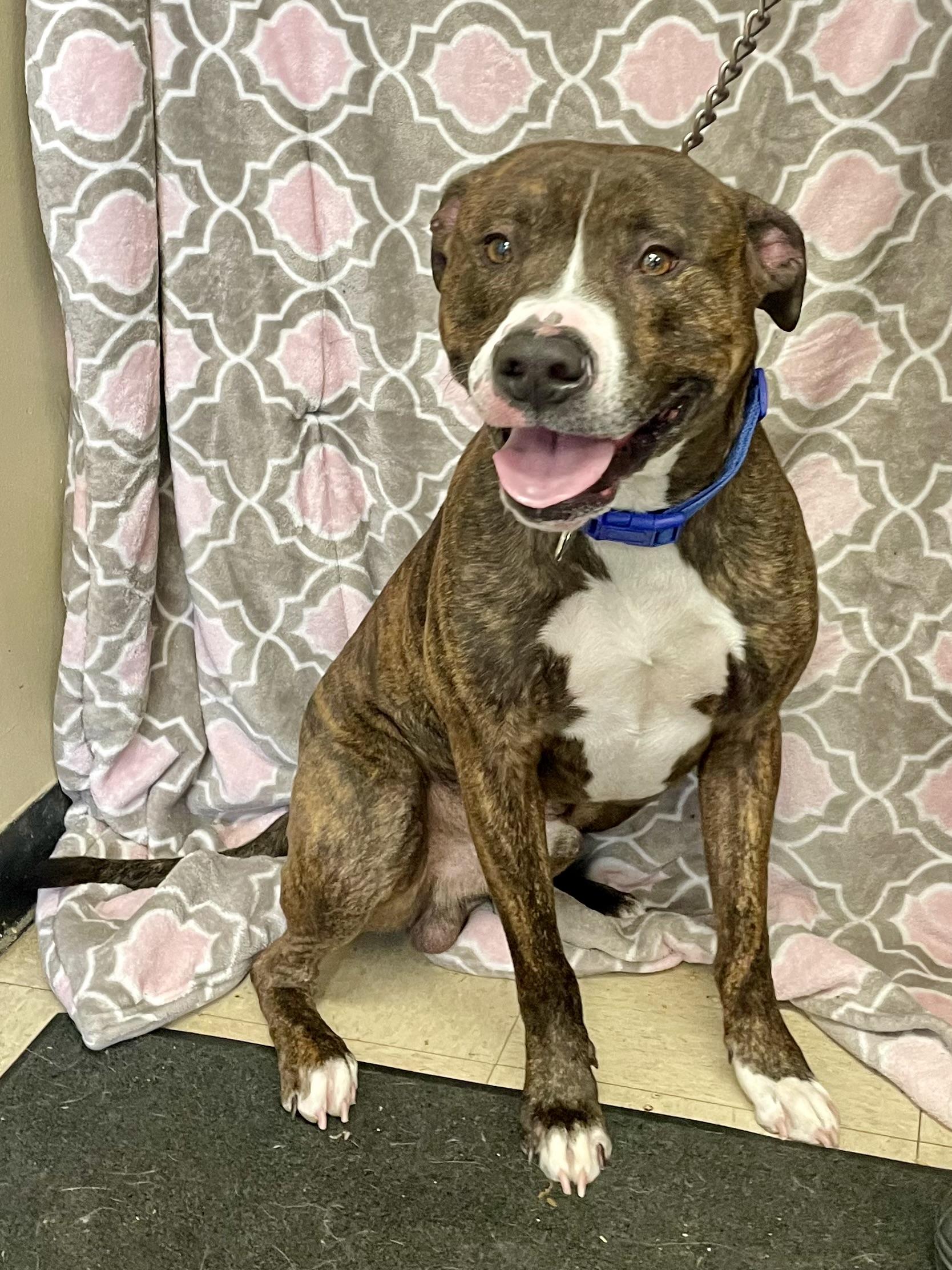 Enlarge Bruce Lee, a ADOPTABLE American Bully in Washington Court House, OH image 4/5