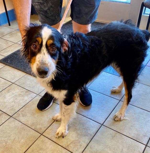 Tug, Adoptable, Adult Male Collie & Mixed Breed.