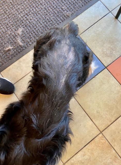 Enlarge Tug, a Adoptable mixed breed in Clarksville, TN image 4/4