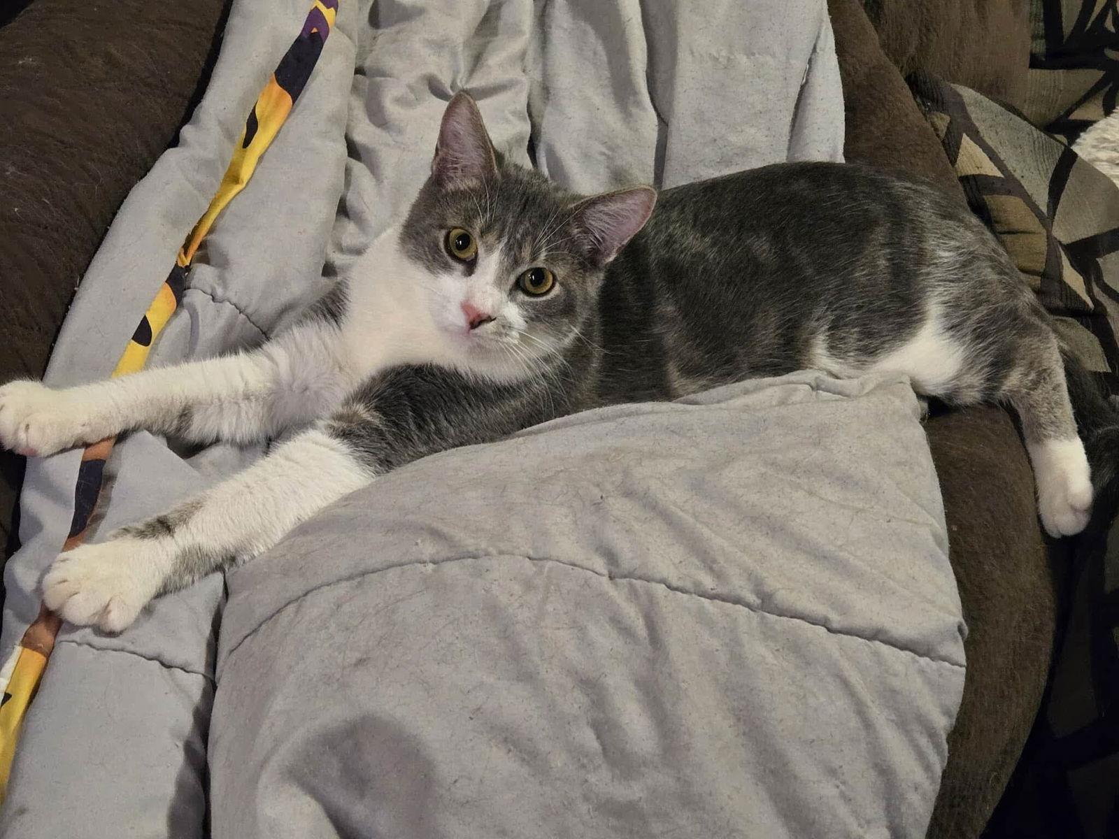 Ridoc, a Adoptable Domestic Short Hair in McKinney, TX image 2/3