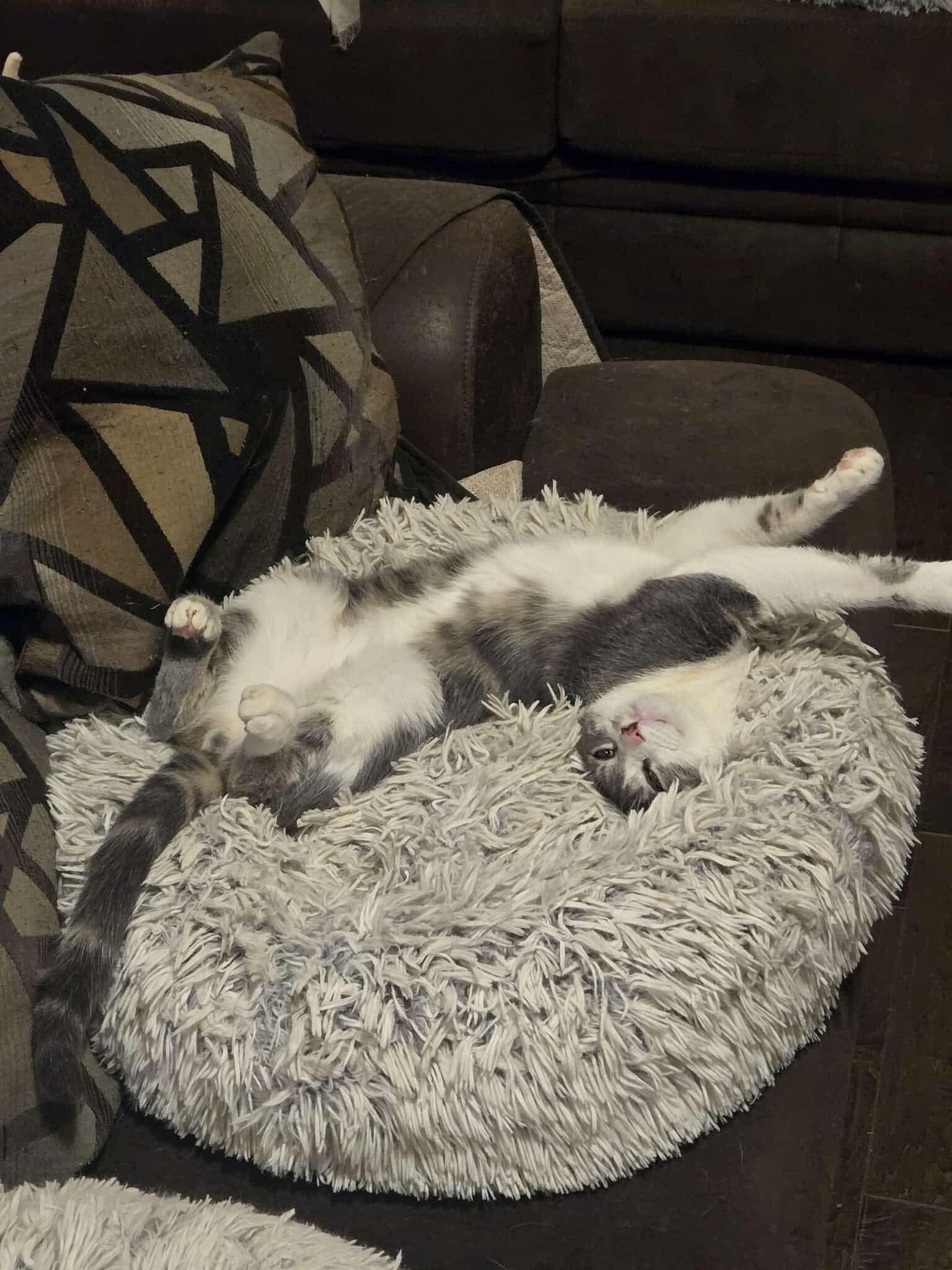 Ridoc, a Adoptable Domestic Short Hair in McKinney, TX image 3/3