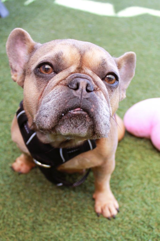 Enlarge Chit Chat *special needs*, a Adoptable French Bulldog in Gardena, CA image 1/6