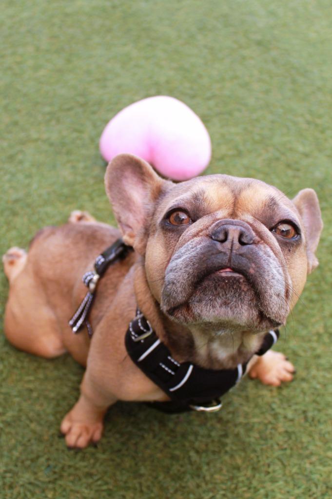 Enlarge Chit Chat *special needs*, a Adoptable French Bulldog in Gardena, CA image 2/6