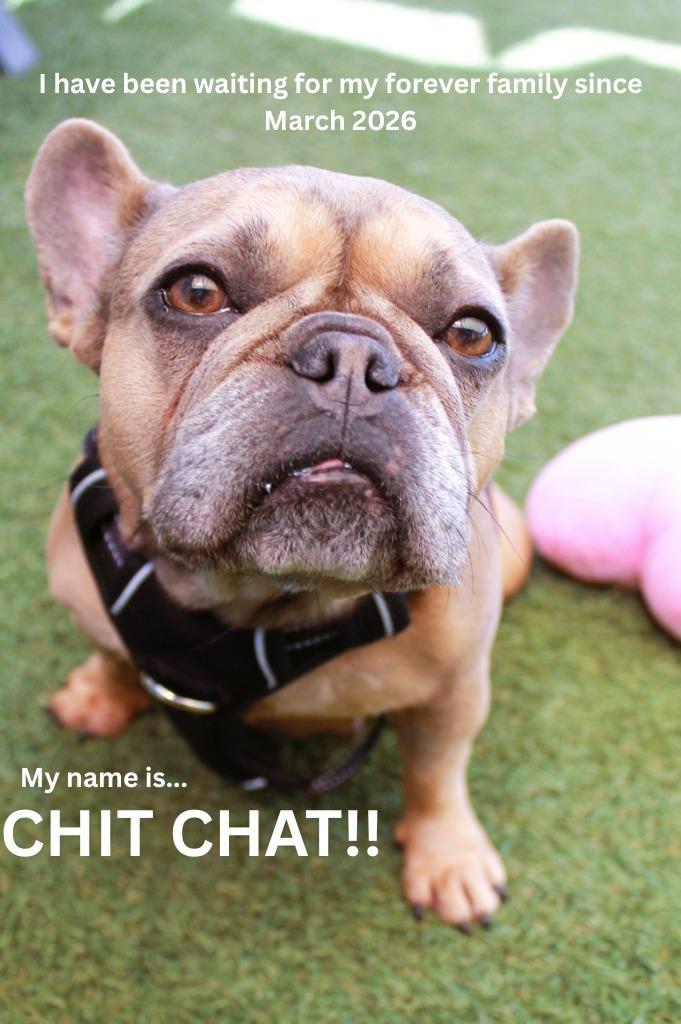 Enlarge Chit Chat *special needs*, a Adoptable French Bulldog in Gardena, CA image 3/6