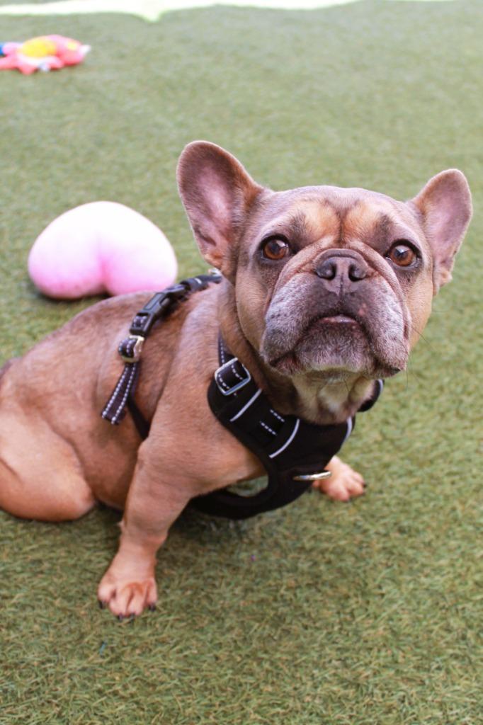 Enlarge Chit Chat *special needs*, a Adoptable French Bulldog in Gardena, CA image 4/6