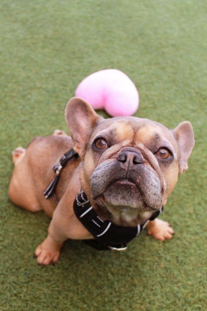 Enlarge Chit Chat *special needs*, a Adoptable French Bulldog in Gardena, CA image 5/6