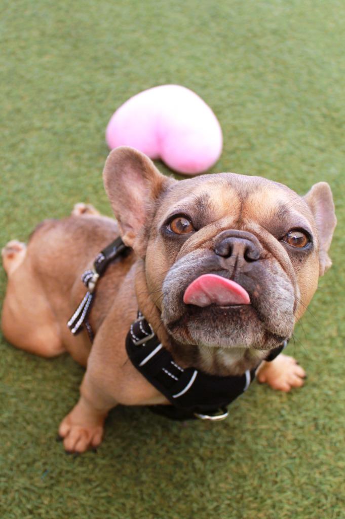 Enlarge Chit Chat *special needs*, a Adoptable French Bulldog in Gardena, CA image 6/6