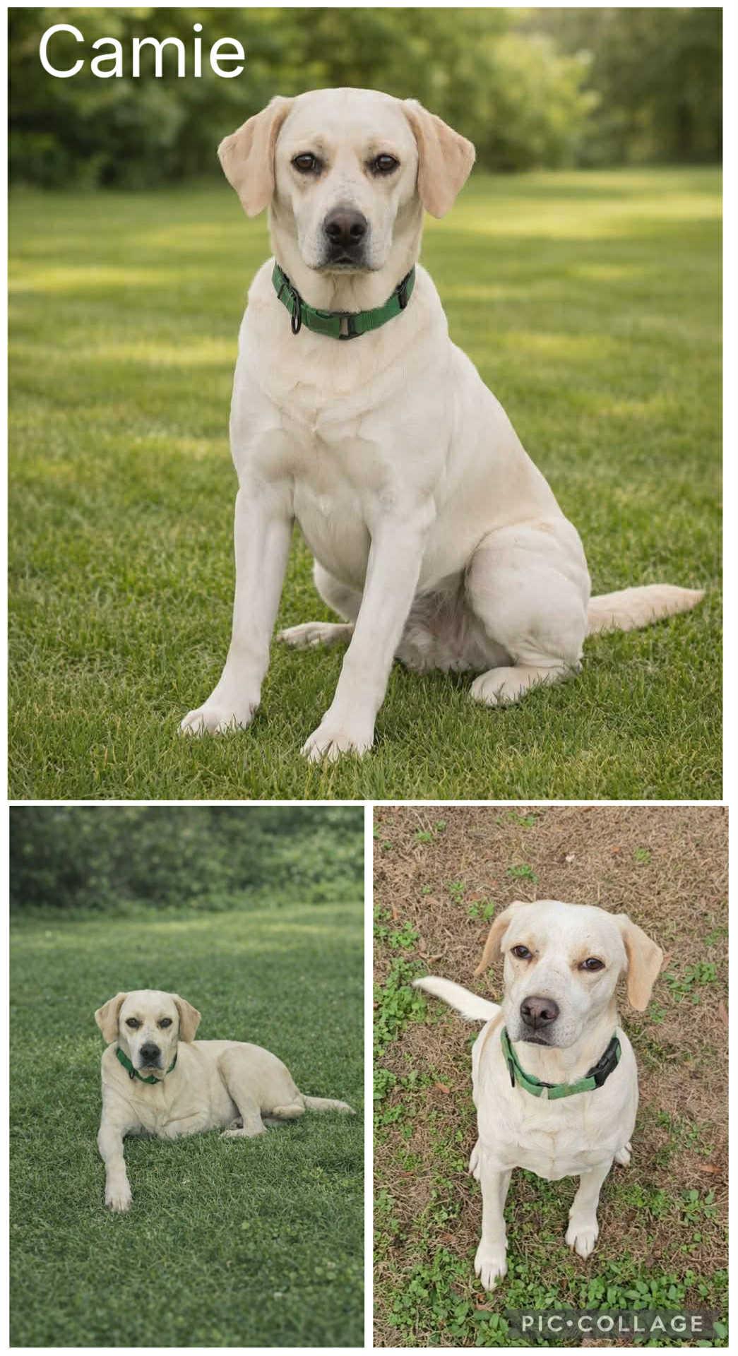 Enlarge Camie, a ADOPTABLE mixed breed in Enterprise, AL image 1/1