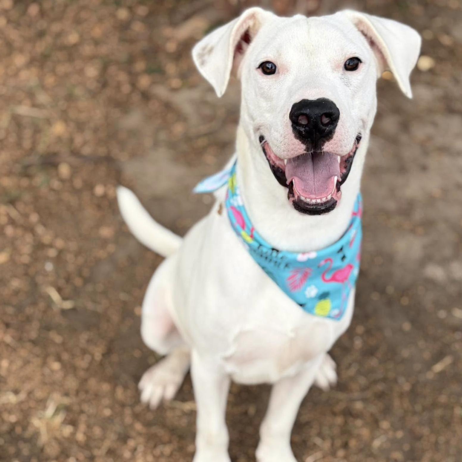Enlarge Magnus, a Adoptable mixed breed in Boston, MA image 1/5