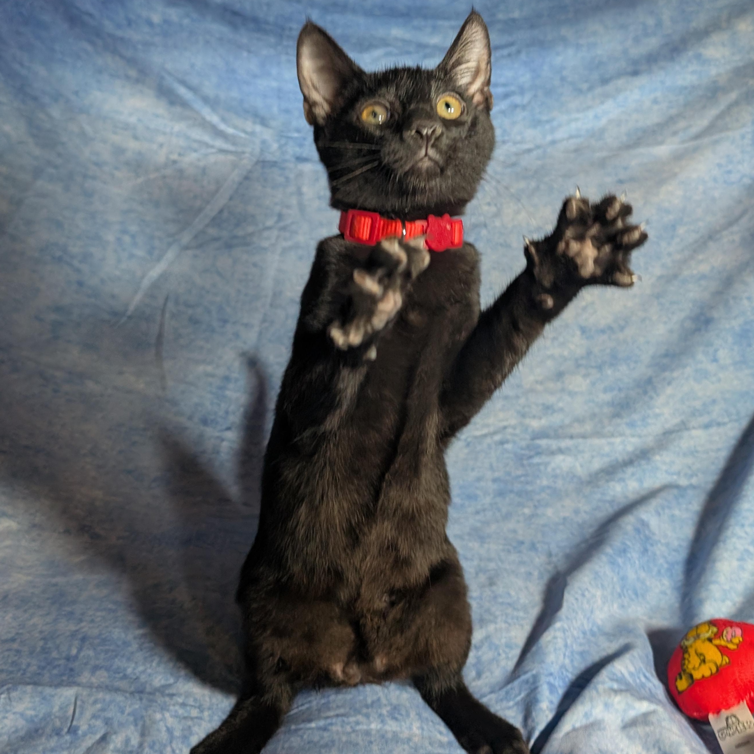 Enlarge Rome (Male Kitten), a Adoptable Domestic Short Hair in San Francisco, CA image 3/4