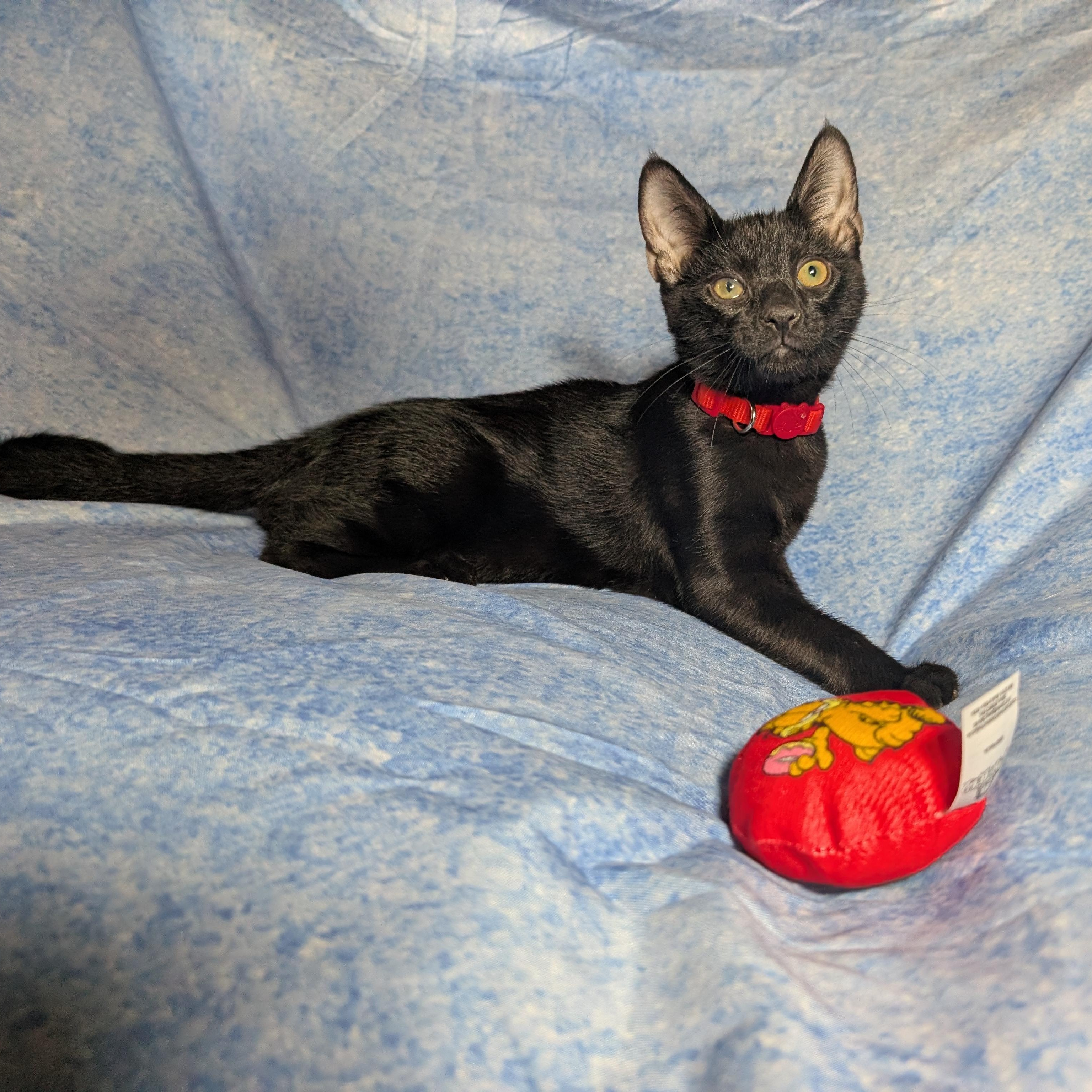 Enlarge Rome (Male Kitten), a Adoptable Domestic Short Hair in San Francisco, CA image 4/4