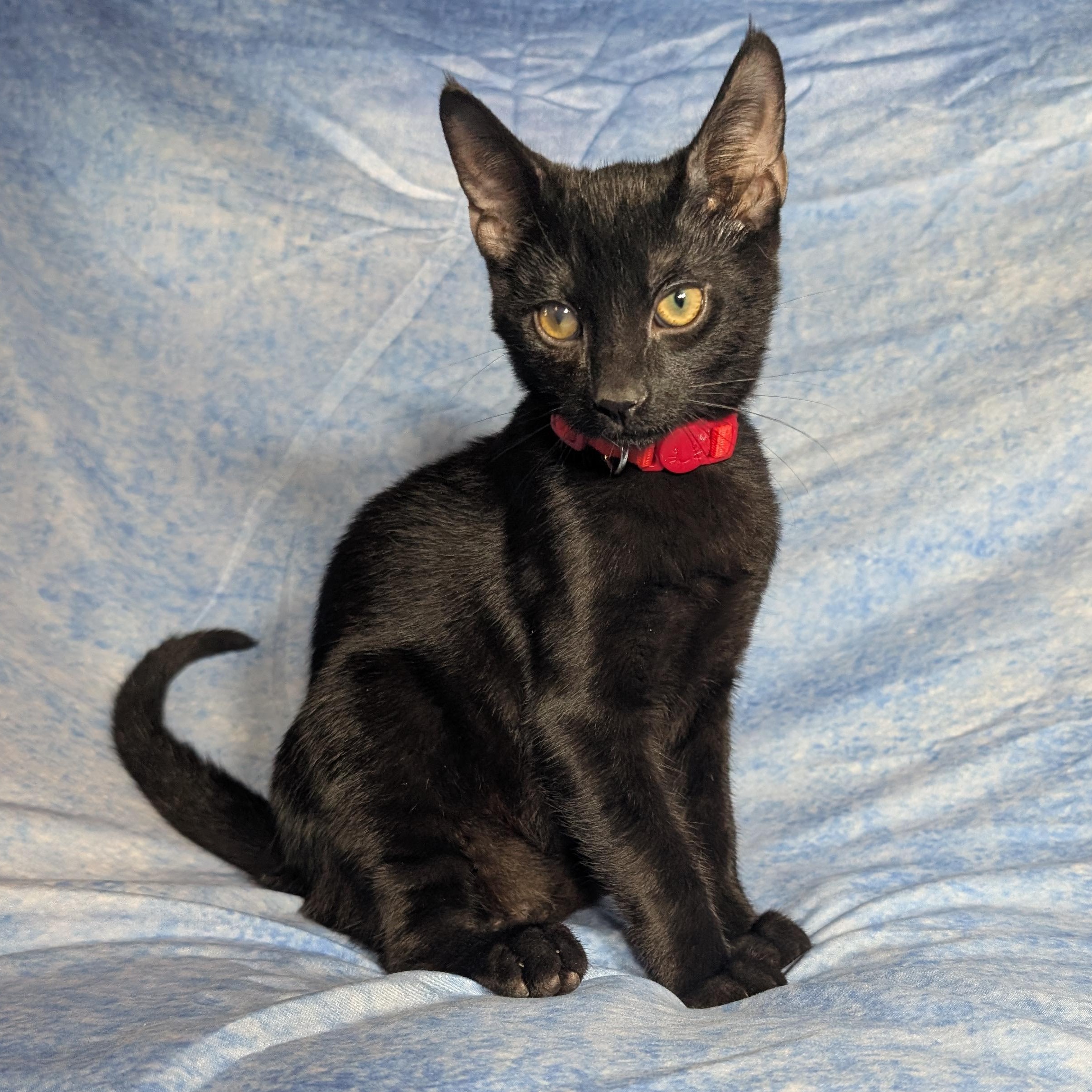 Enlarge Rome (Male Kitten), a Adoptable Domestic Short Hair in San Francisco, CA image 1/4