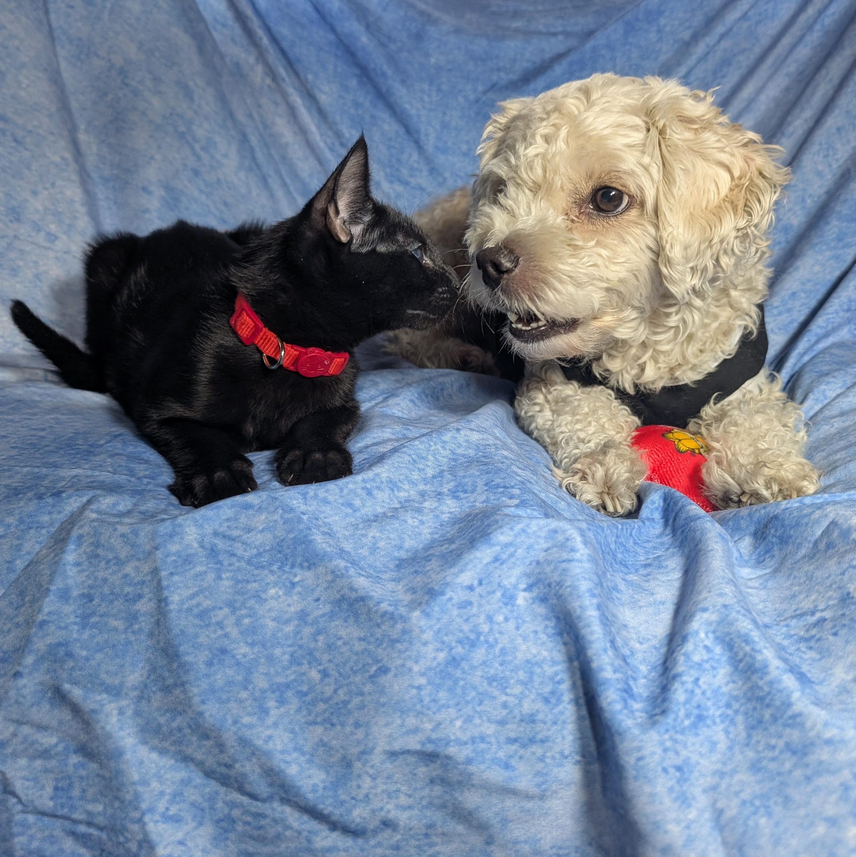 Enlarge Rome (Male Kitten), a Adoptable Domestic Short Hair in San Francisco, CA image 2/4