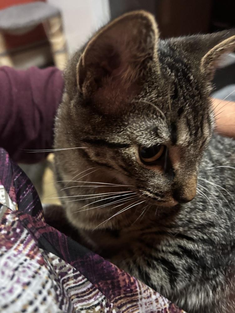 Miss Kane, Adoptable, Young Female Exotic Shorthair.