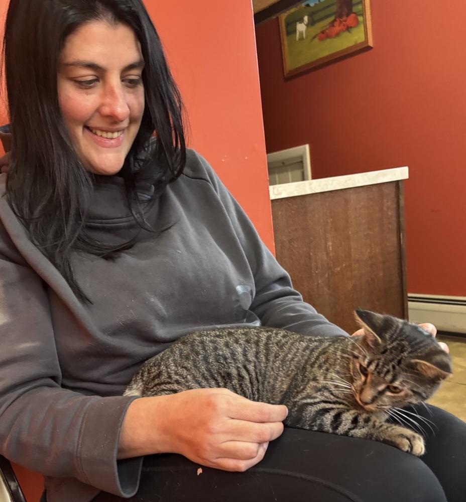 Miss Kane, a Adoptable mixed breed in Warren, CT image 2/6