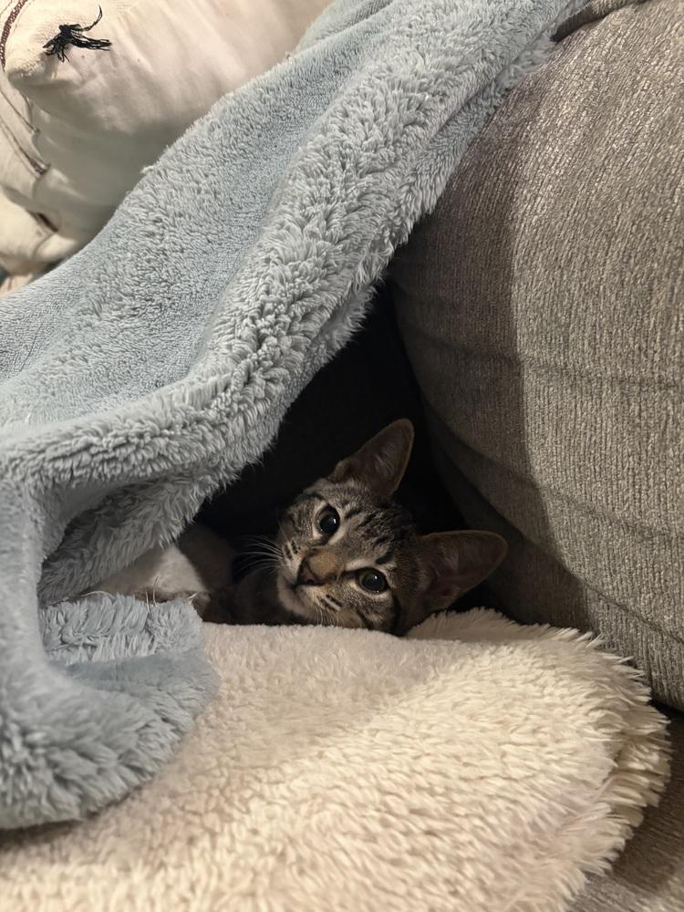 Miss Kane, a Adoptable mixed breed in Warren, CT image 4/6