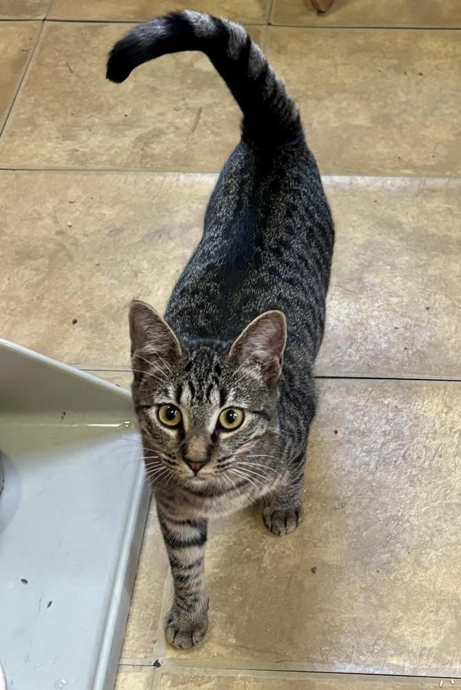 Miss Kane, a Adoptable mixed breed in Warren, CT image 6/6