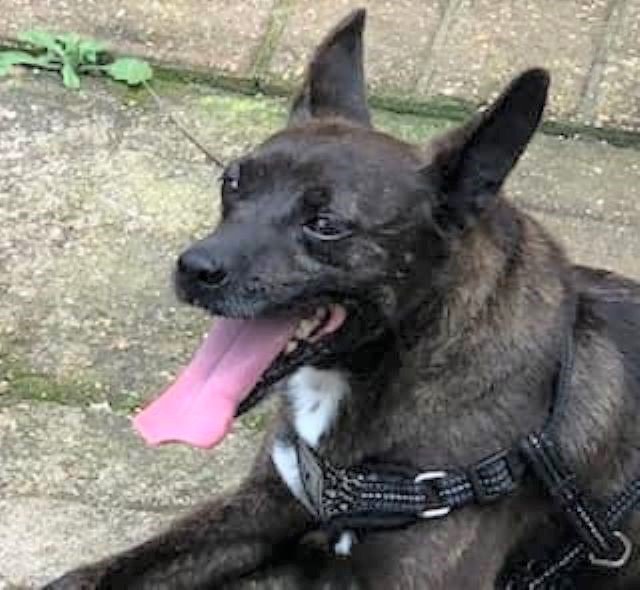 Dempsey, a Adoptable mixed breed in Lafayette, LA image 2/6