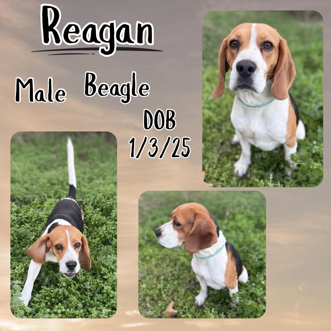 Reagan, adopted, Young Male Beagle.