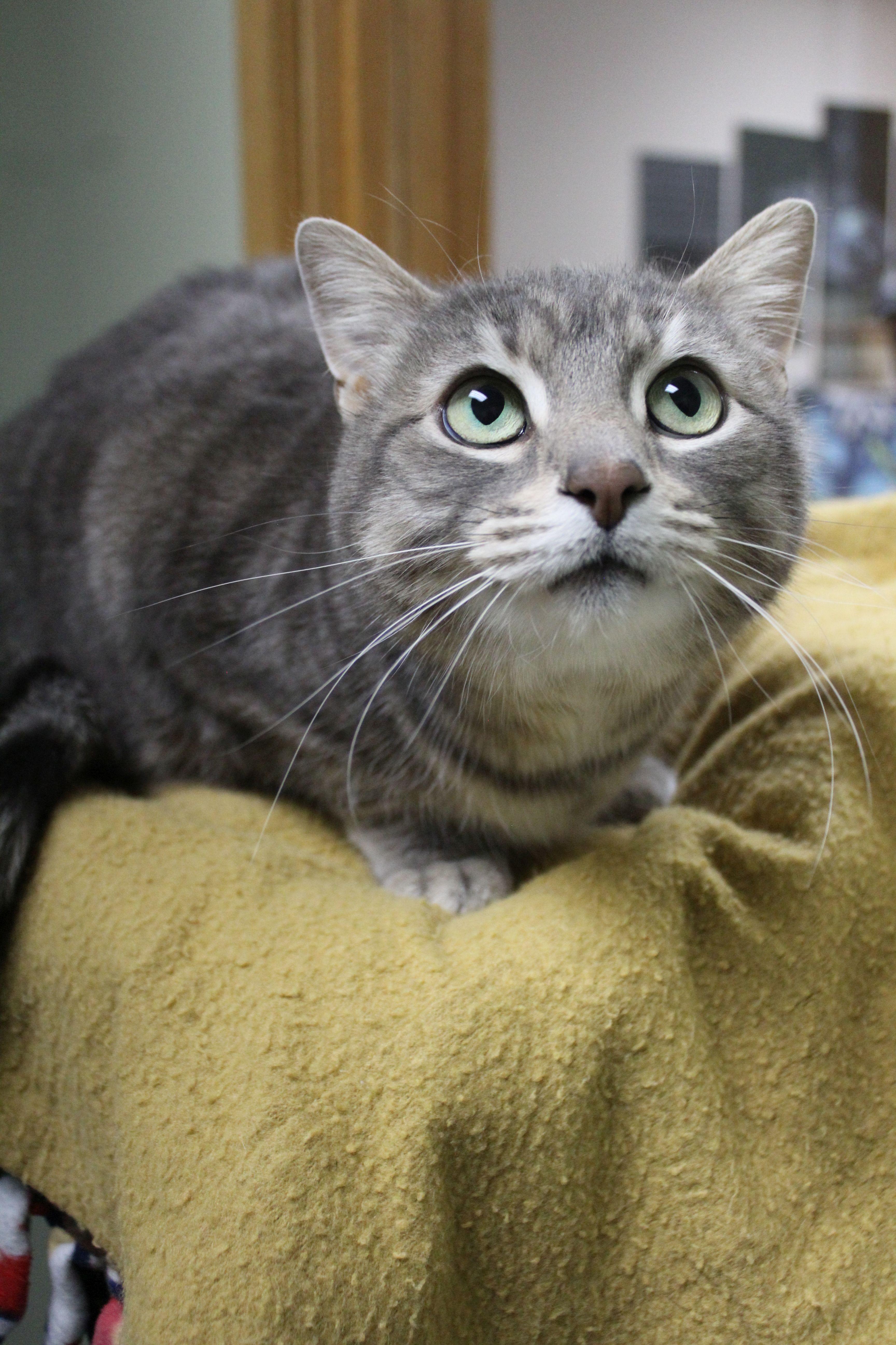 Enlarge Markie, a ADOPTABLE Domestic Short Hair in Portage, WI image 1/4