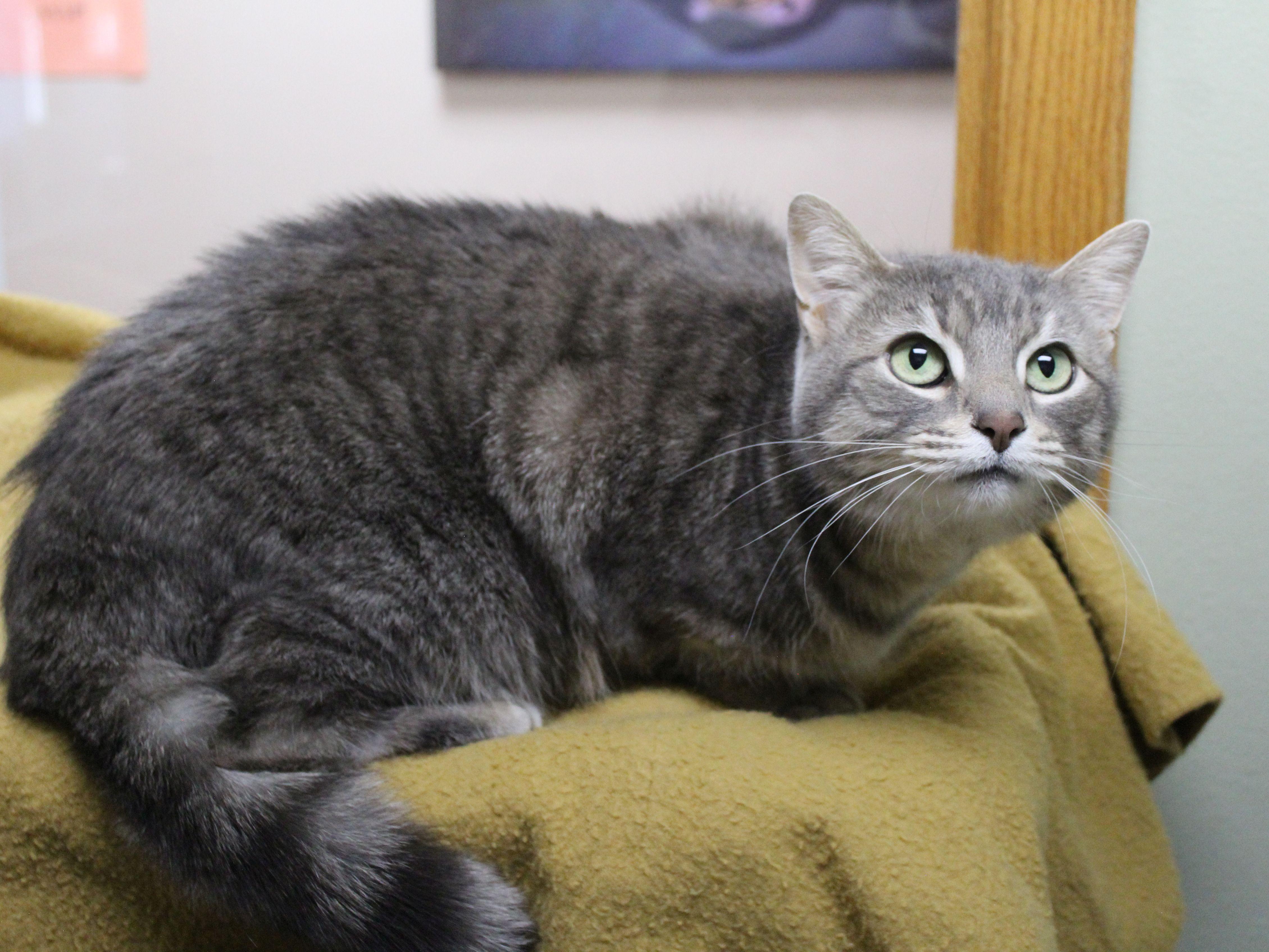 Enlarge Markie, a ADOPTABLE Domestic Short Hair in Portage, WI image 3/4