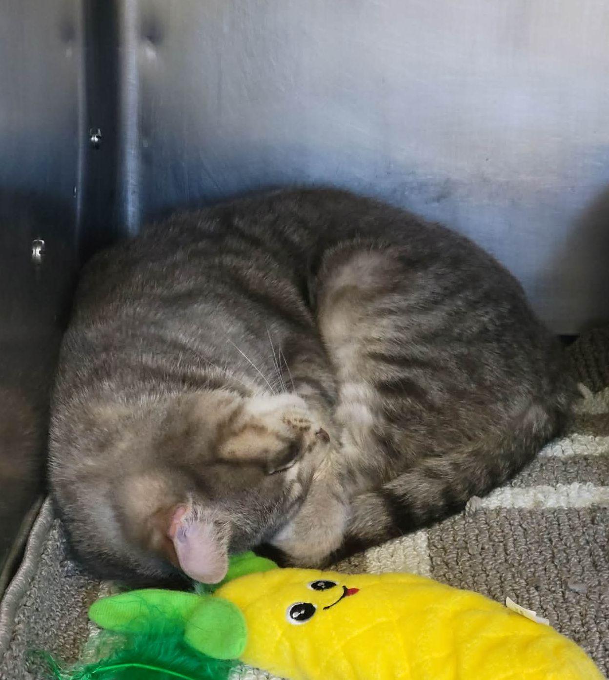 Enlarge Markie, a ADOPTABLE Domestic Short Hair in Portage, WI image 4/4