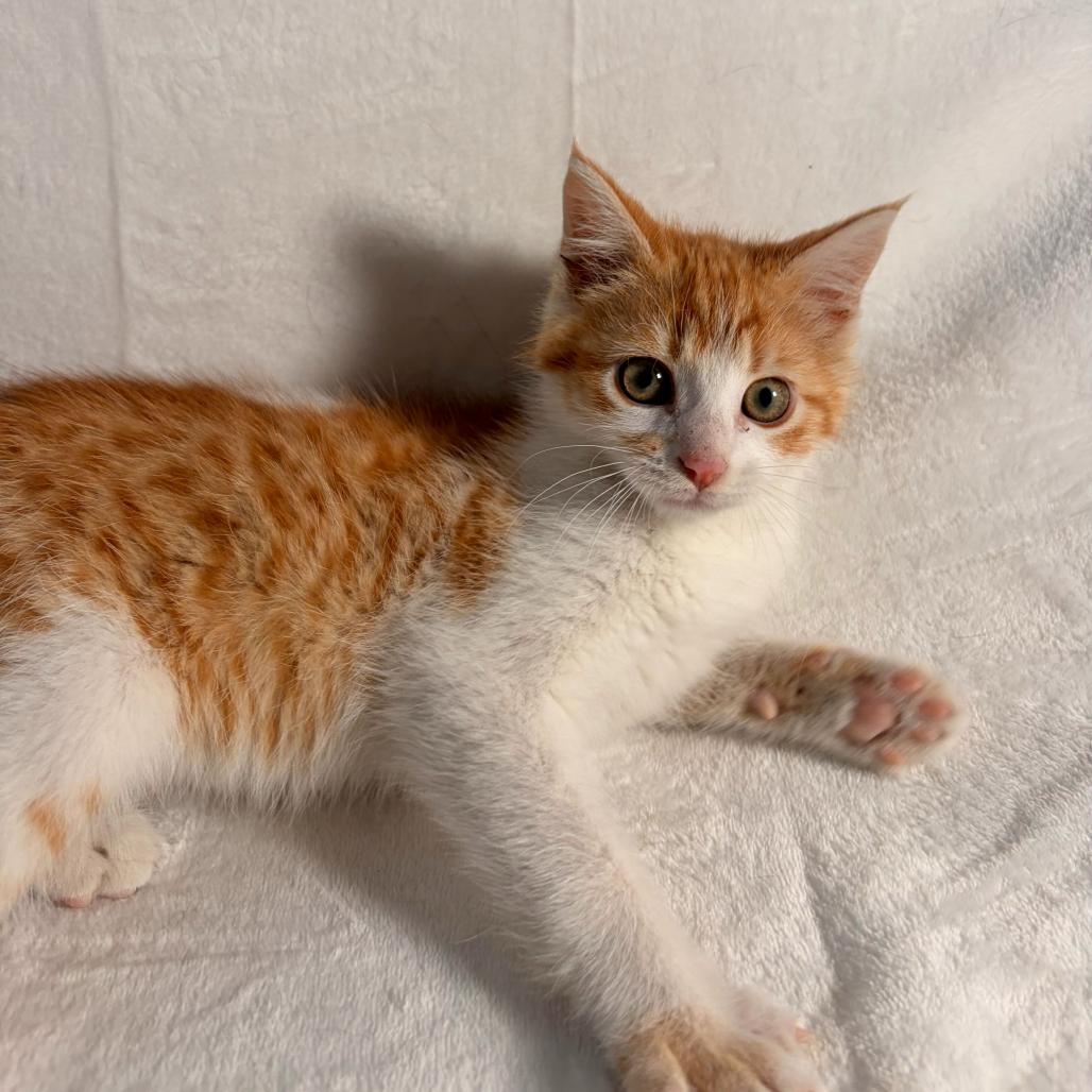 Ginger, a Adoptable Domestic Short Hair in Johnson City, TN image 1/4