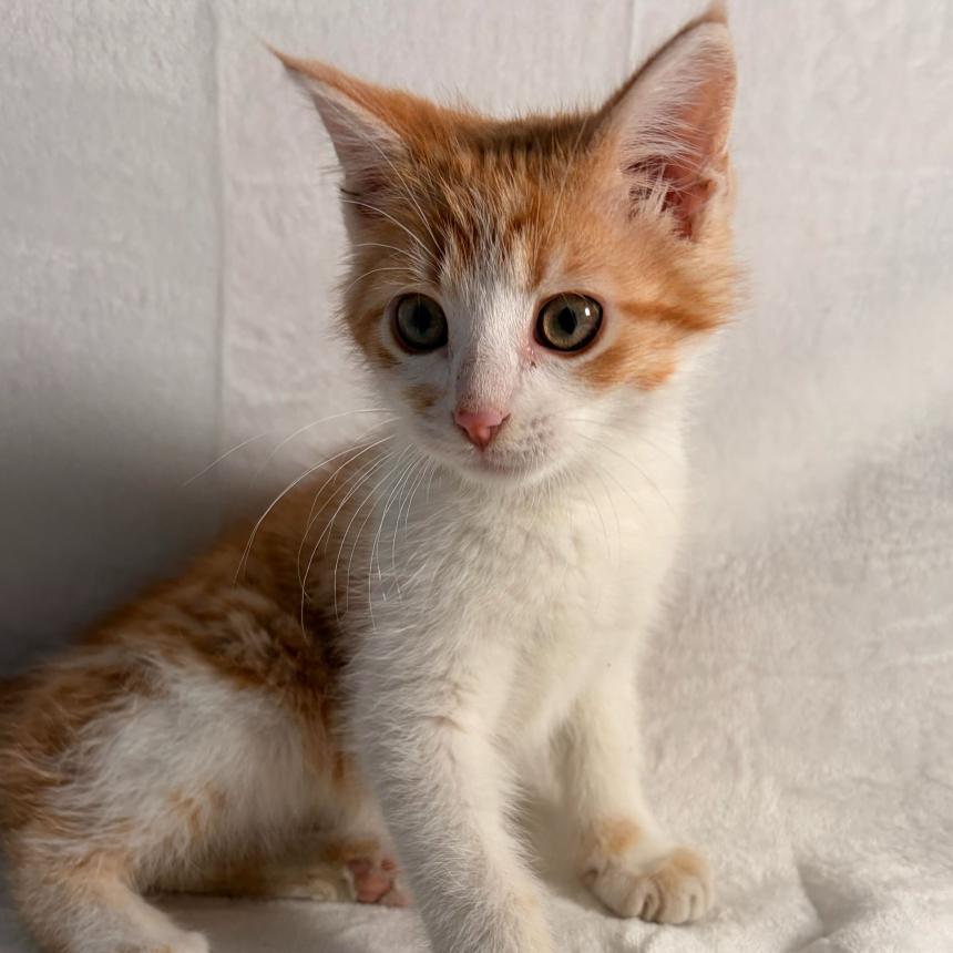 Ginger, a Adoptable Domestic Short Hair in Johnson City, TN image 2/4