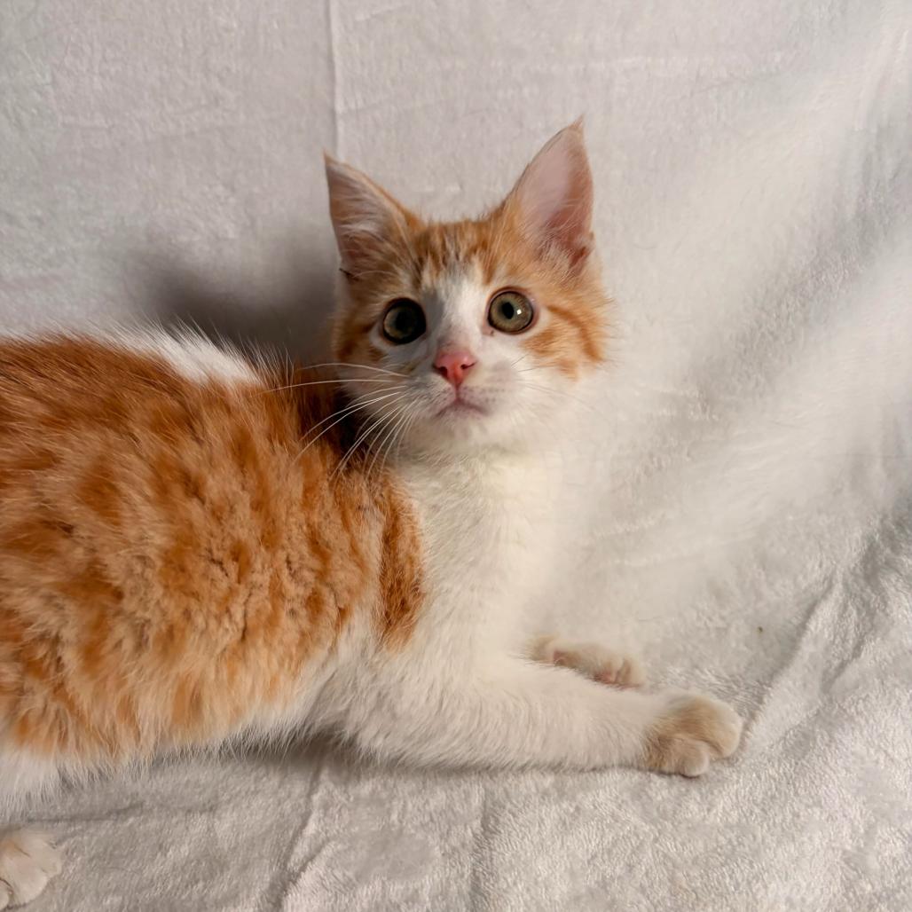 Ginger, a Adoptable Domestic Short Hair in Johnson City, TN image 3/4