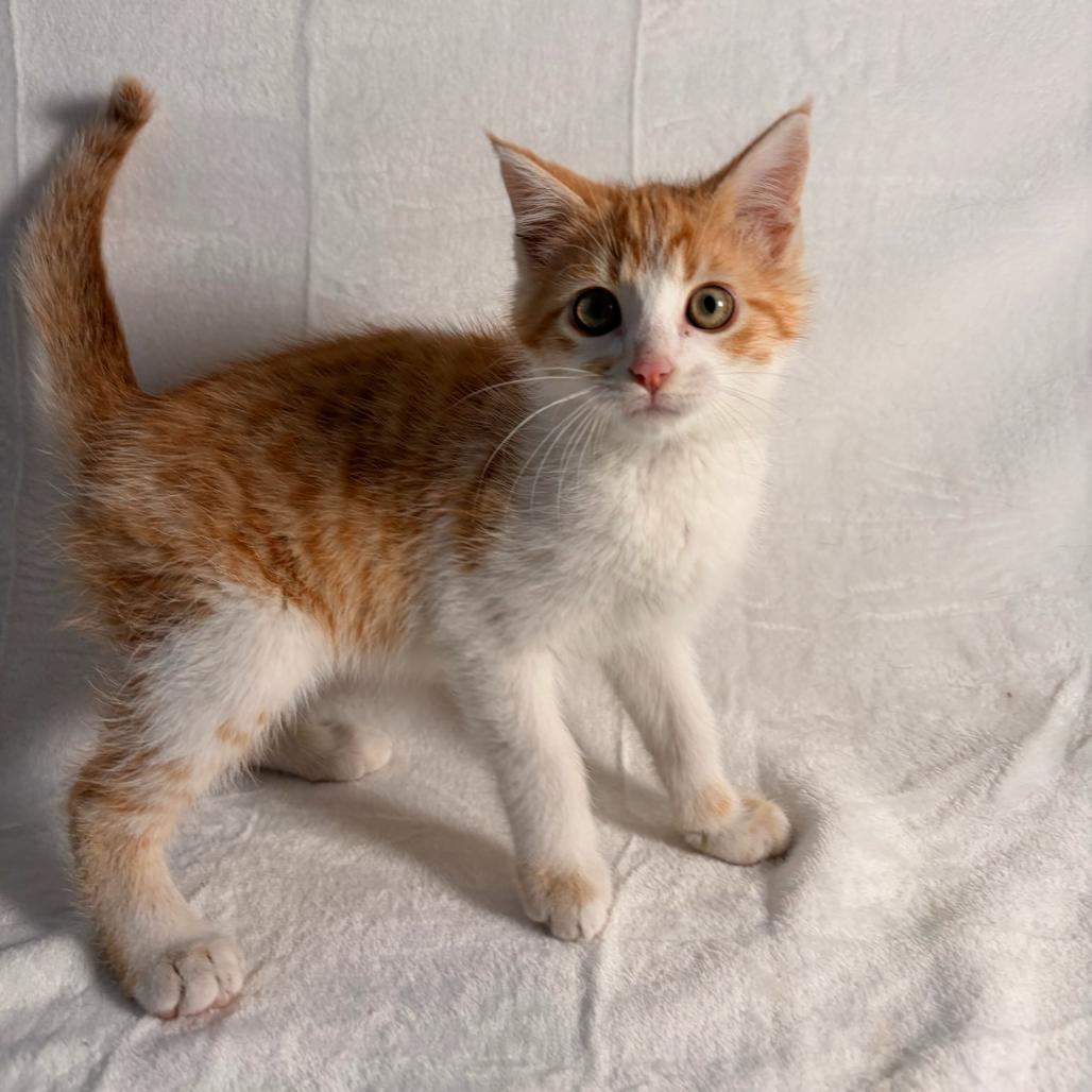 Ginger, a Adoptable Domestic Short Hair in Johnson City, TN image 4/4