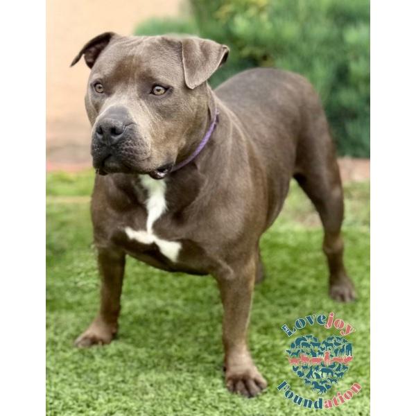 Enlarge Zeus MB, a ADOPTABLE mixed breed in Inglewood, CA image 2/2