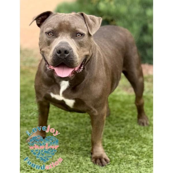 Zeus MB, ADOPTABLE, Young Male Pit Bull Terrier.