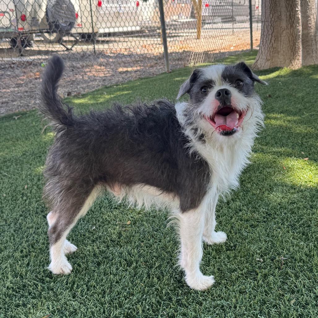 Enlarge Chester, a Adoptable mixed breed in Buellton, CA image 1/5