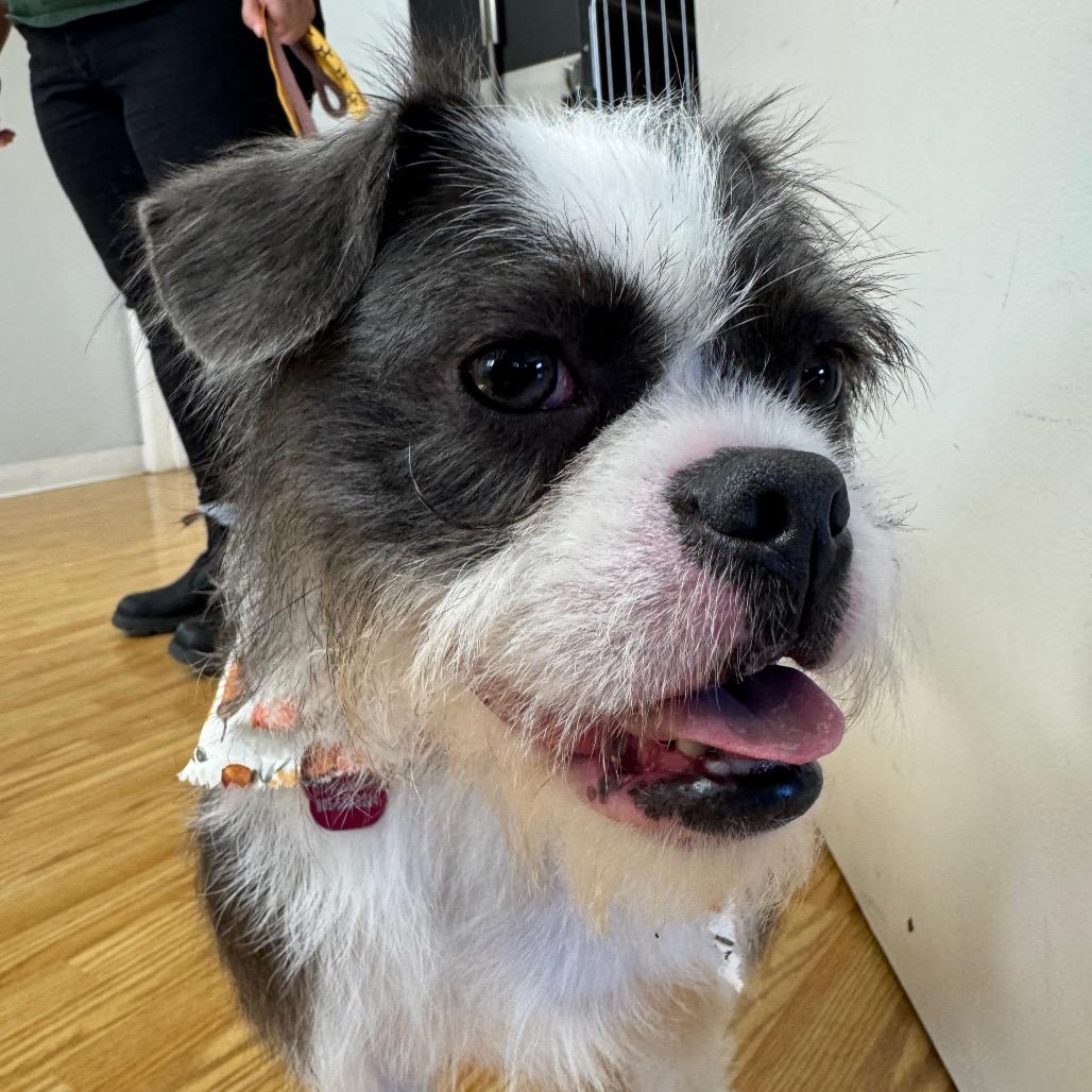 Enlarge Chester, a Adoptable mixed breed in Buellton, CA image 3/5