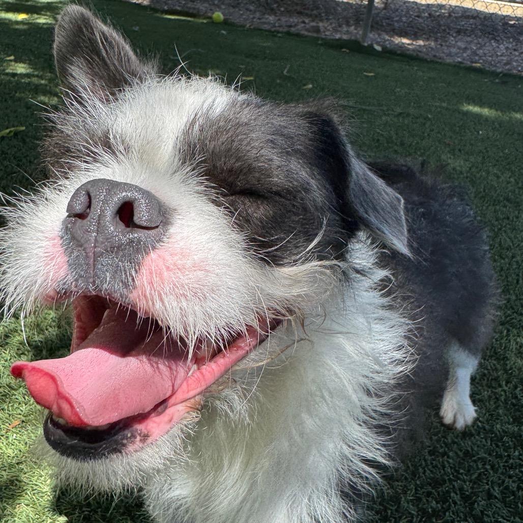 Enlarge Chester, a Adoptable mixed breed in Buellton, CA image 5/5