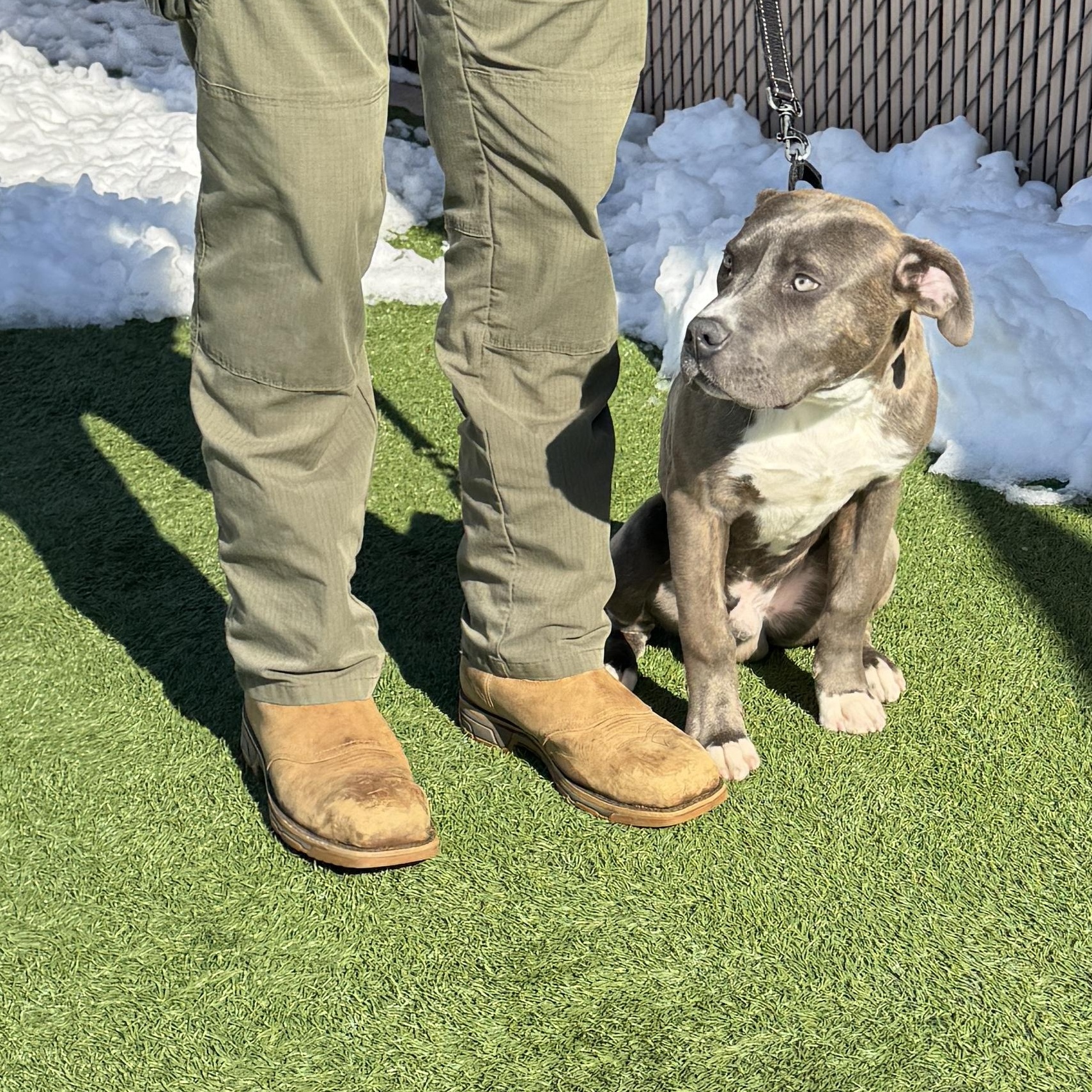 Enlarge Meet Captain KIRK - 5 month old pup, handsome, healthy and partially trained!, an adopted American Staffordshire Terrier in Clifton, NJ image 1/4