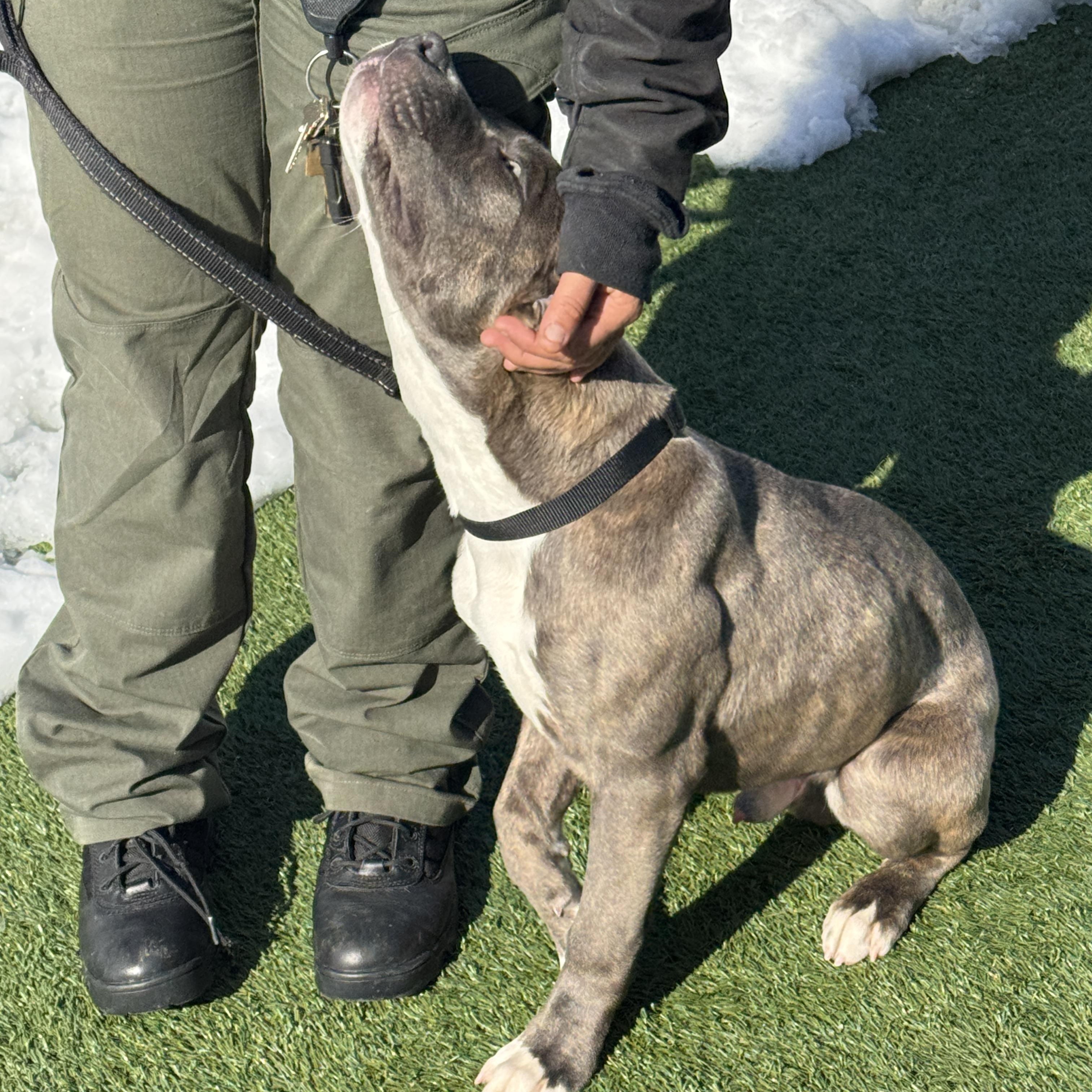 Enlarge Meet Captain KIRK - 5 month old pup, handsome, healthy and partially trained!, an adopted American Staffordshire Terrier in Clifton, NJ image 4/4