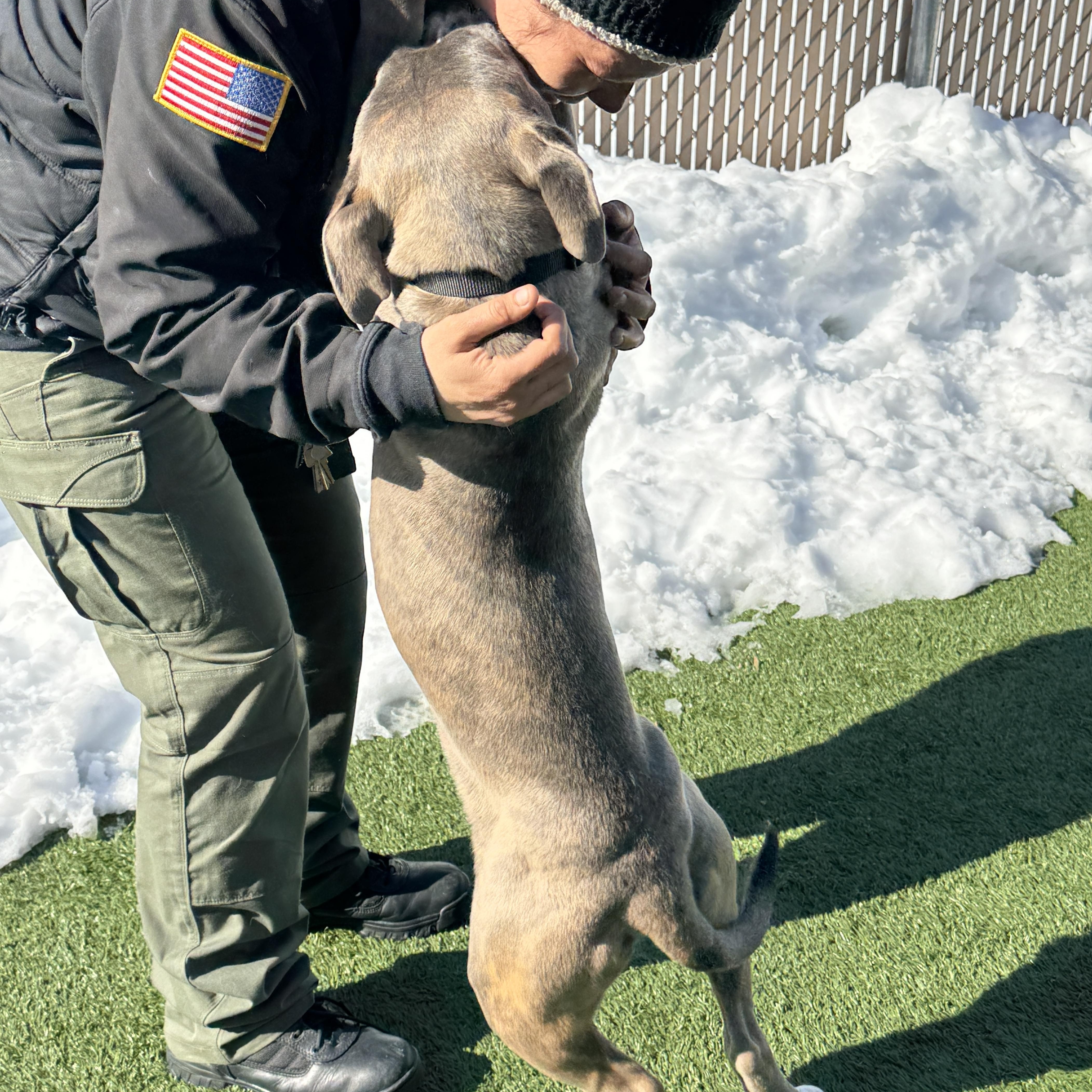 Enlarge Meet Captain KIRK - 5 month old pup, handsome, healthy and partially trained!, an adopted American Staffordshire Terrier in Clifton, NJ image 3/4