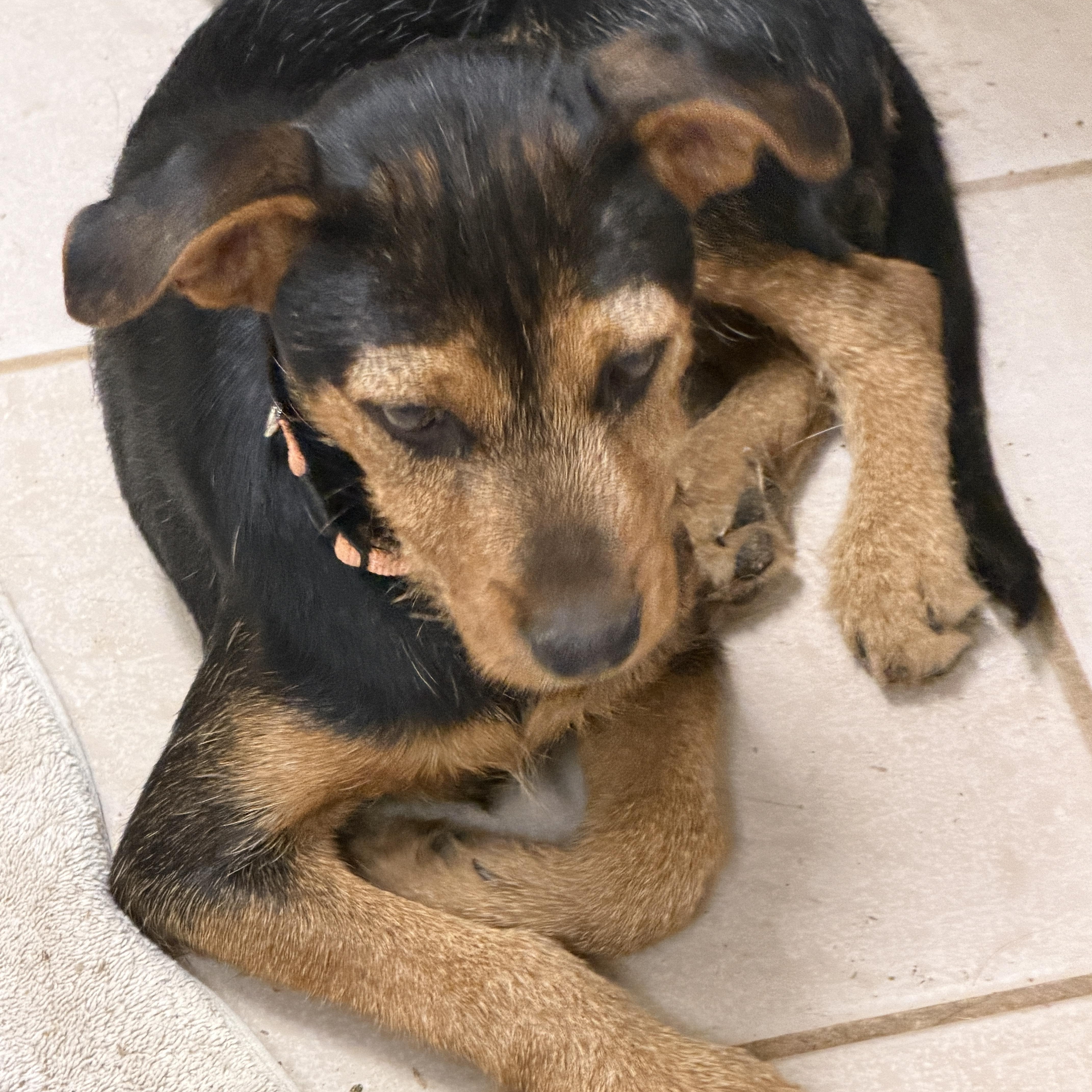 Enlarge Siena, a ADOPTABLE mixed breed in Gilbert, AZ image 5/6