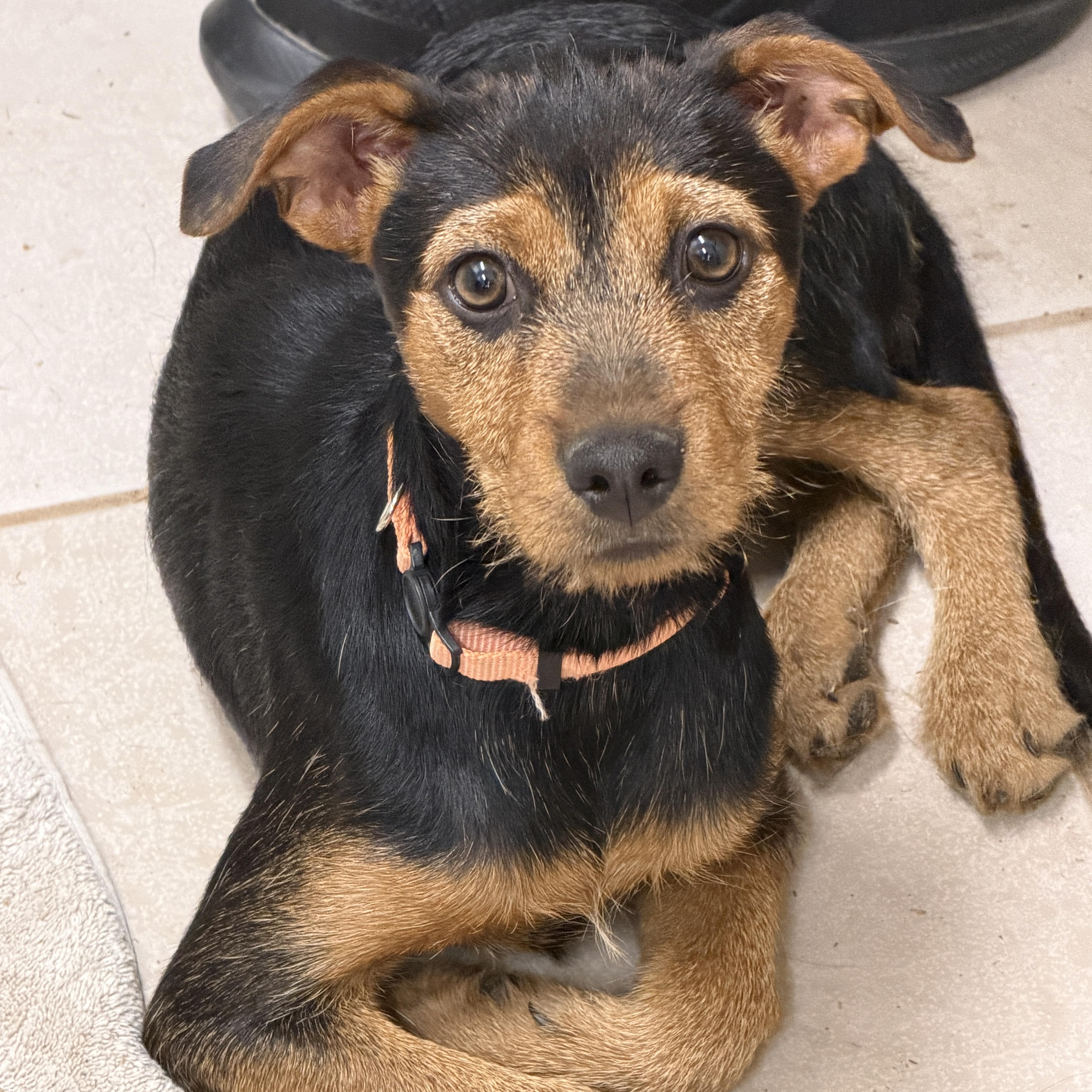 Siena, ADOPTABLE, Puppy Female Miniature Pinscher & Border Terrier.