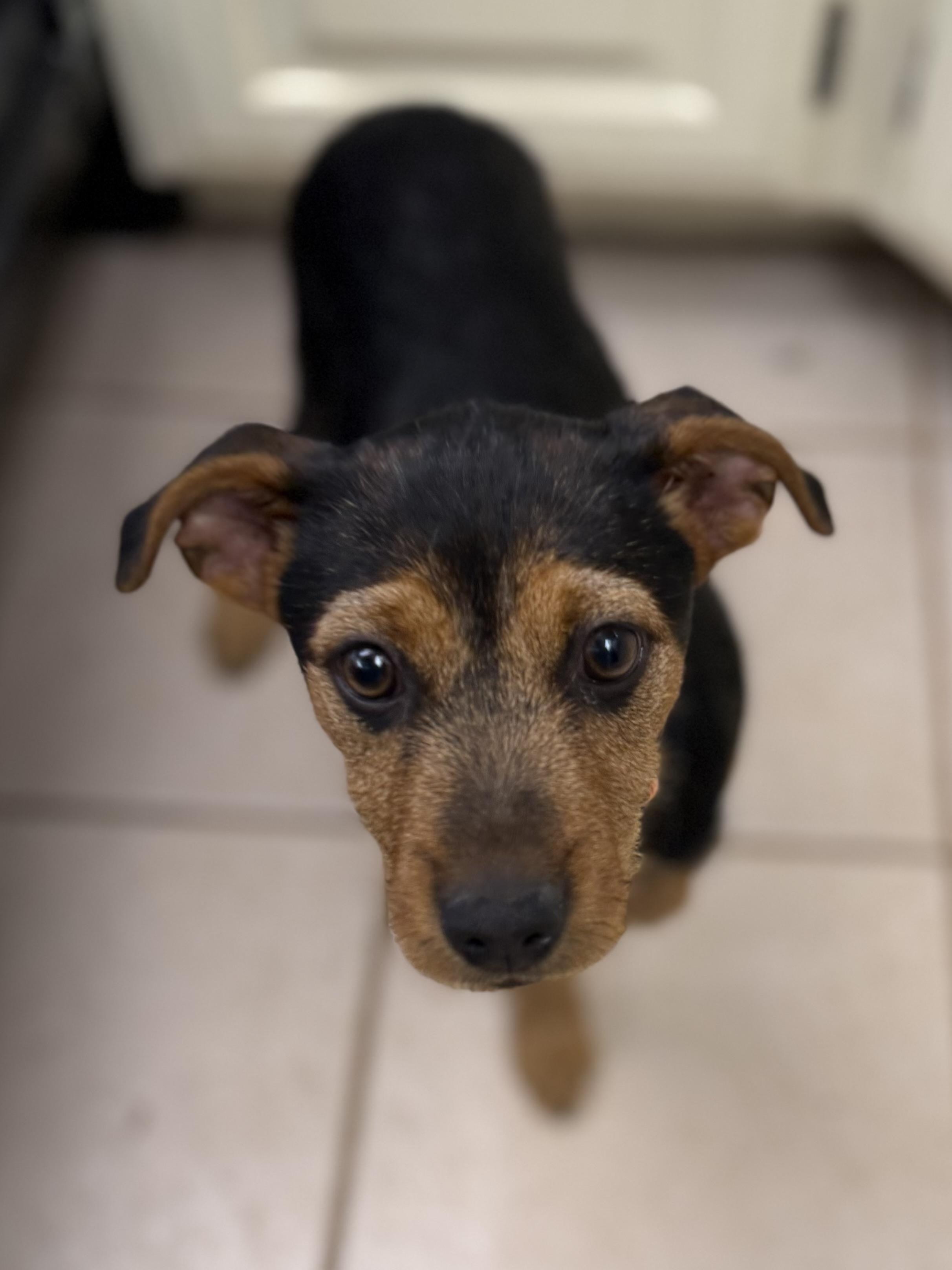 Enlarge Siena, a ADOPTABLE mixed breed in Gilbert, AZ image 2/6