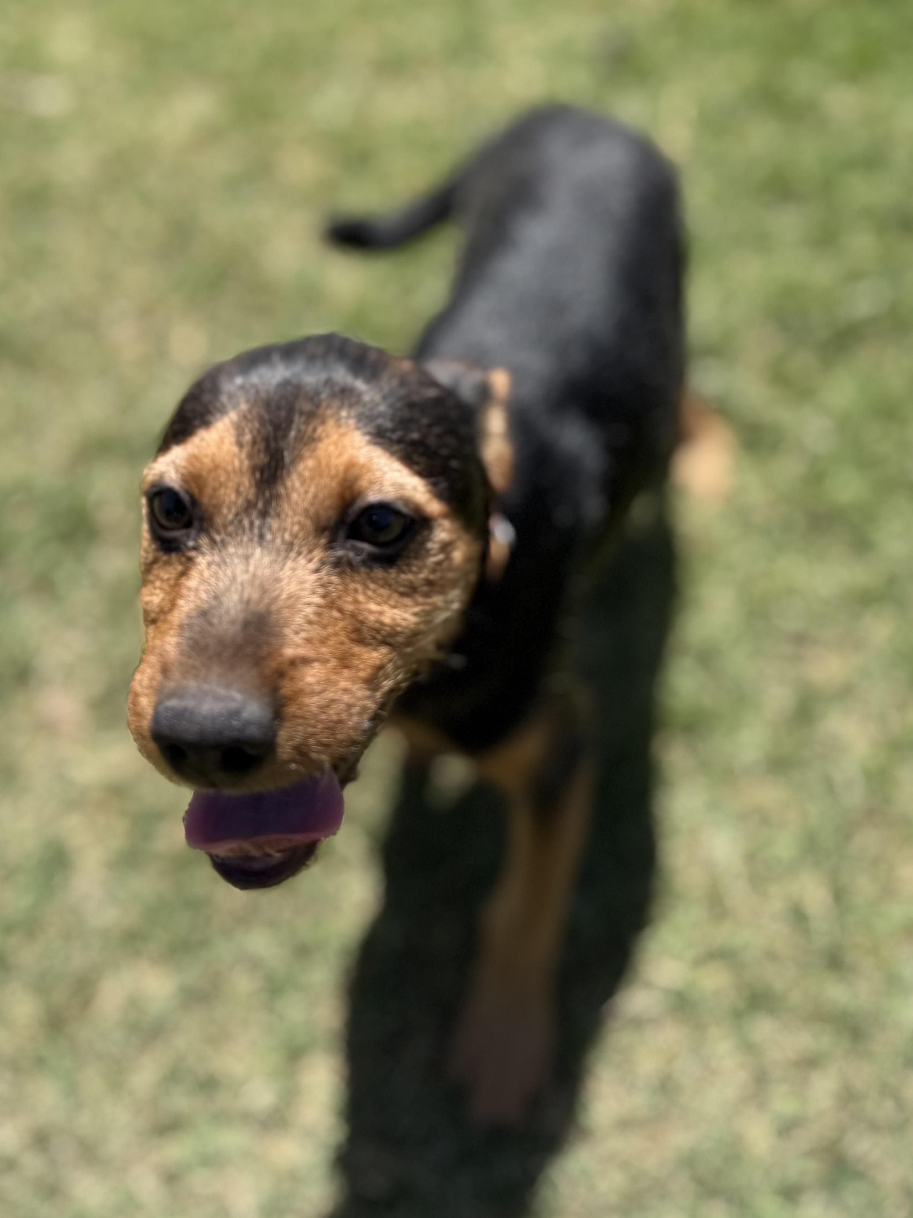 Enlarge Siena, a ADOPTABLE mixed breed in Gilbert, AZ image 3/6