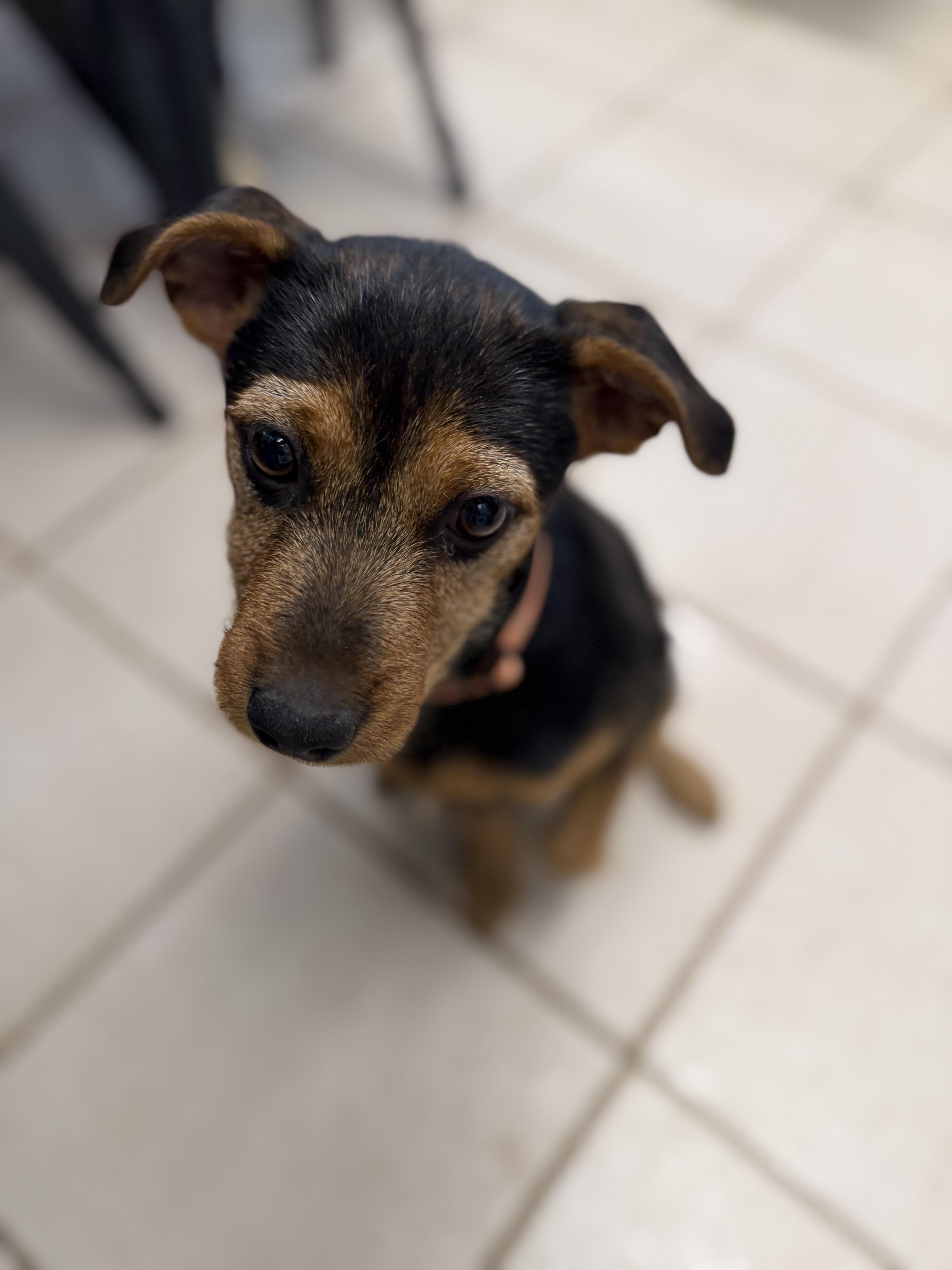 Enlarge Siena, a ADOPTABLE mixed breed in Gilbert, AZ image 6/6