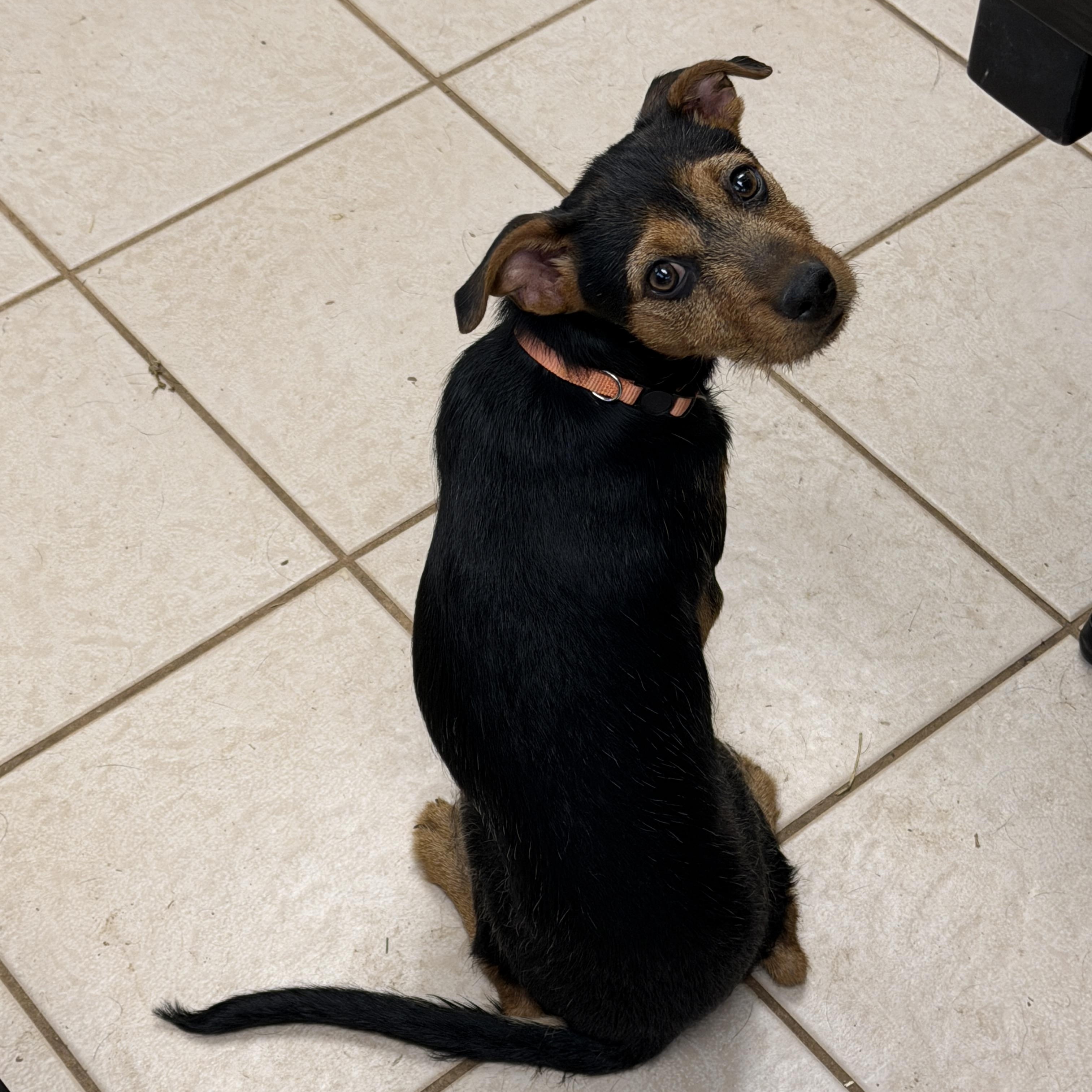 Enlarge Siena, a ADOPTABLE mixed breed in Gilbert, AZ image 4/6