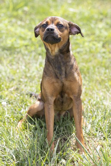Enlarge Mikey, an adopted mixed breed in Bedford, IN image 1/1