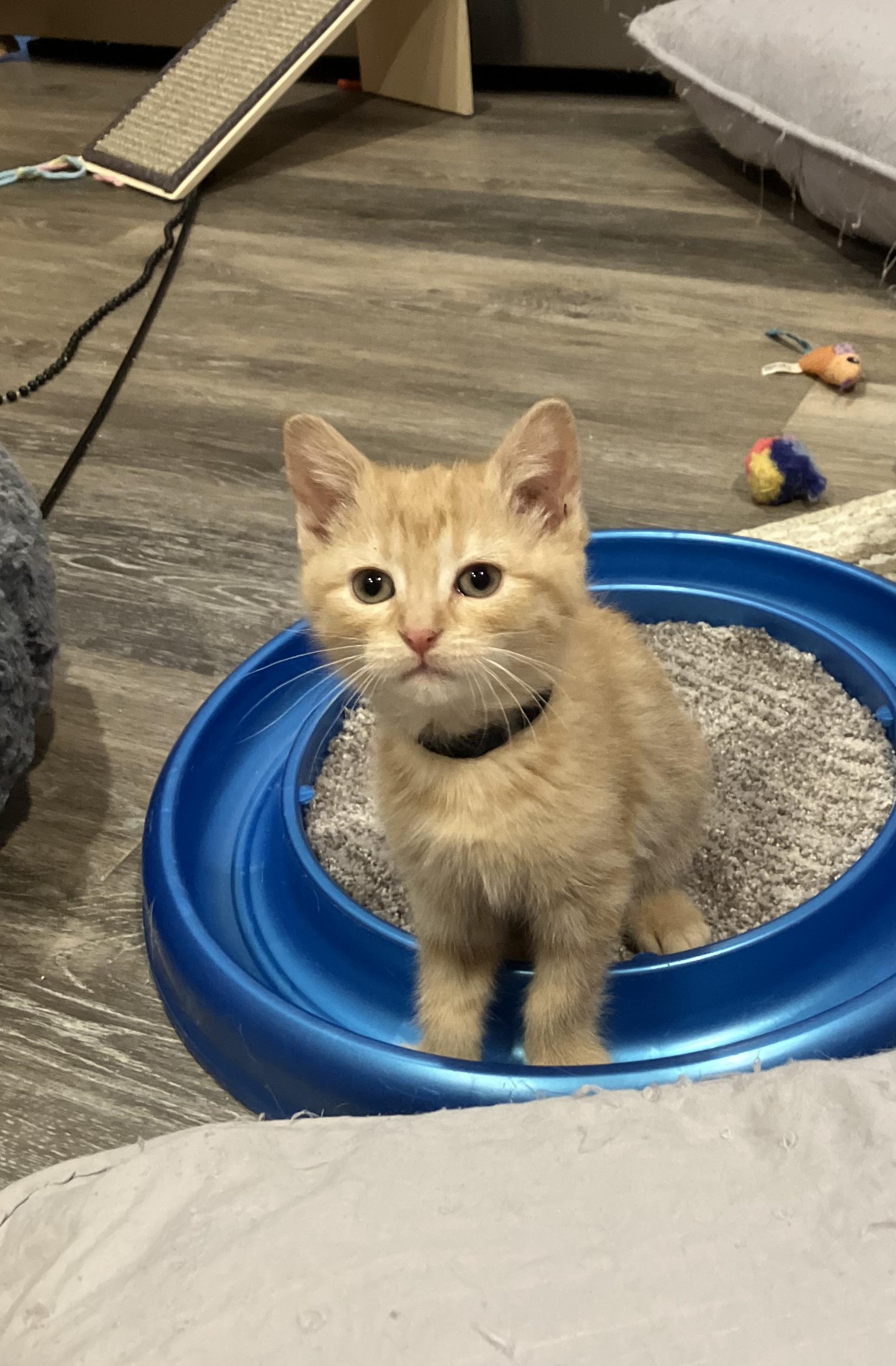 Enlarge Melon, an adopted mixed breed in Omaha, NE image 1/1