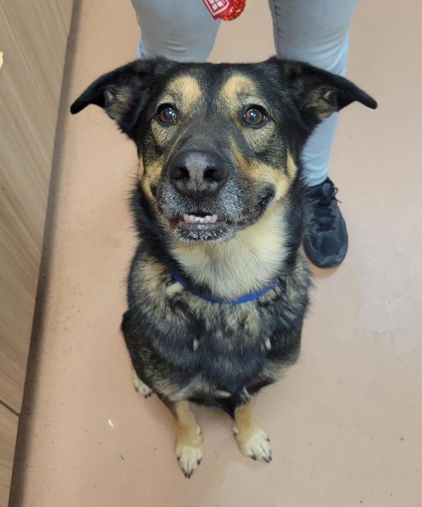 Zeke, Adoptable, Adult Male Shepherd.