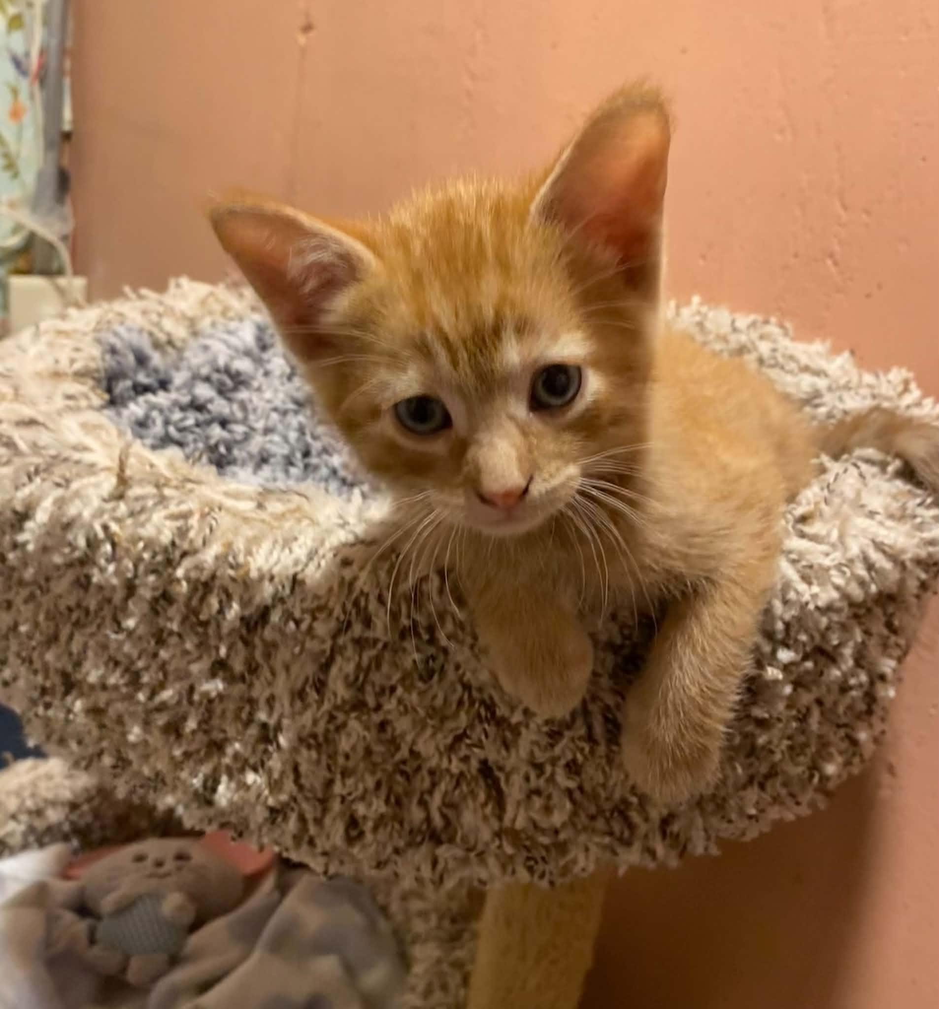 Chou Chou, a ADOPTABLE mixed breed in Kenosha , WI image 3/6